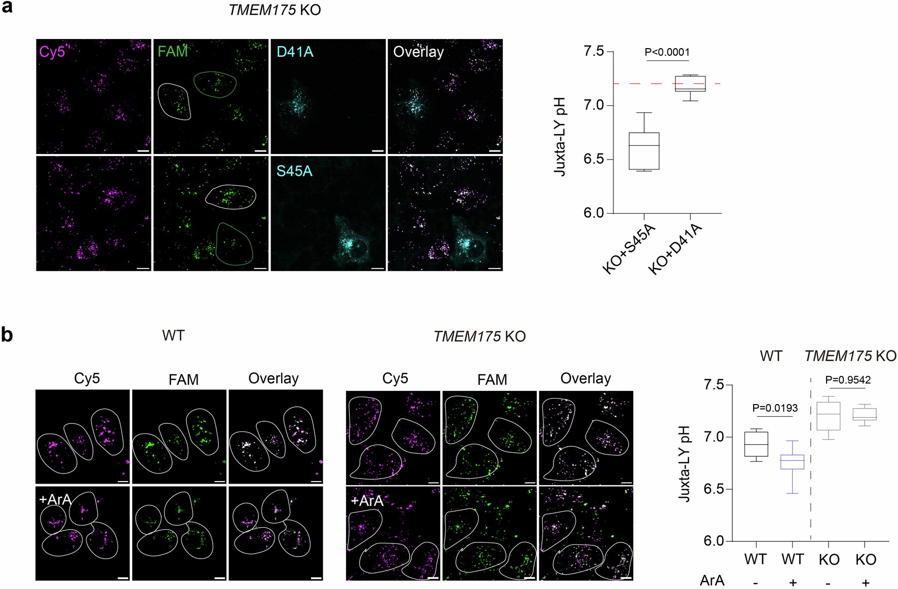 Extended Data Fig. 5: TMEM175-mediated H+ flux regulates juxta-lysosomal pH.