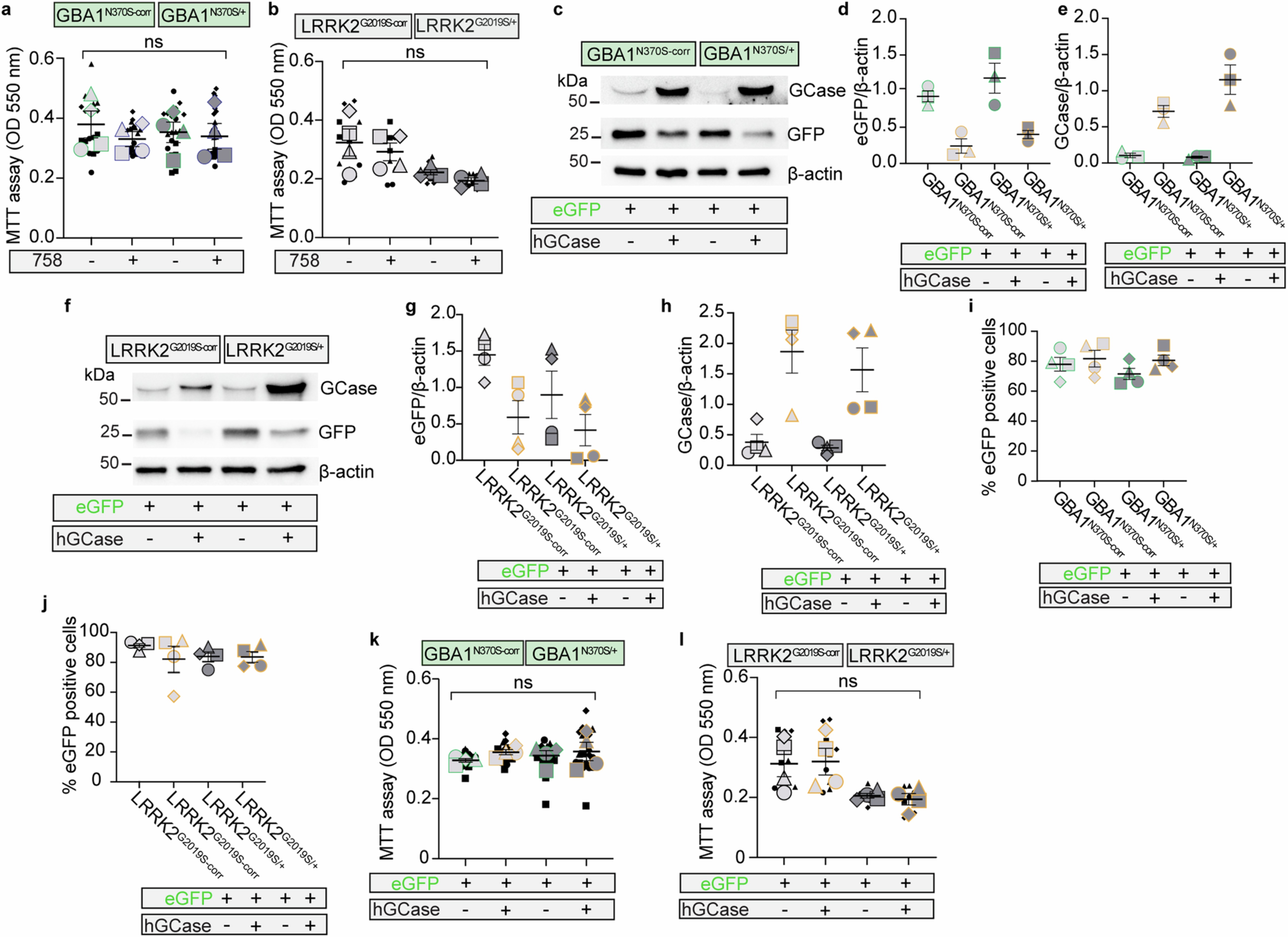 Extended Data Fig. 5: Validation of hGCase/eGFP expression in dopaminergic neurons.