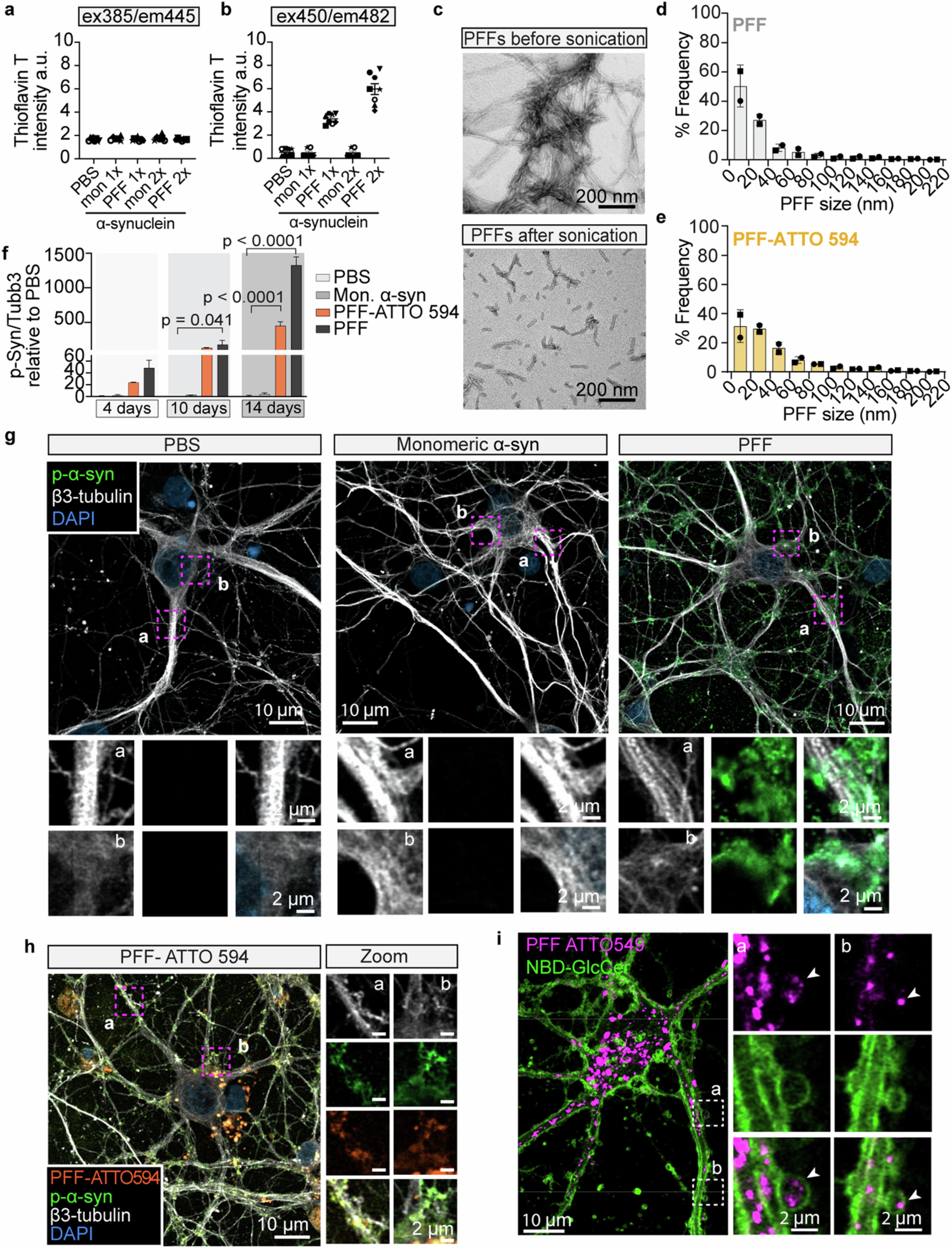 Extended Data Fig. 8: Validation of α-synuclein pre-formed fibrils.