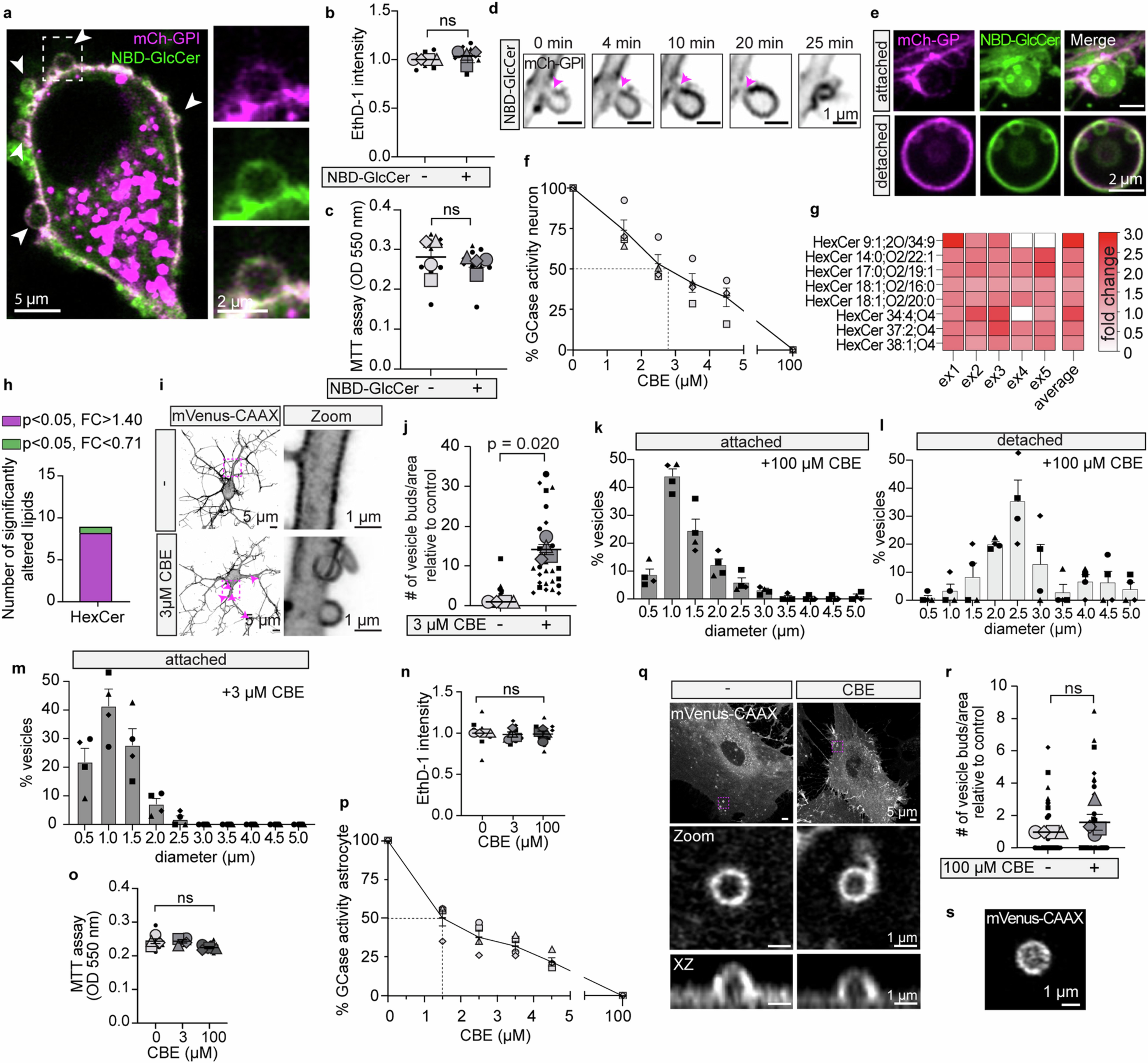 Extended Data Fig. 1: Increased glucosylceramide and reduced GCase activity induces ectosome formation in neurons.