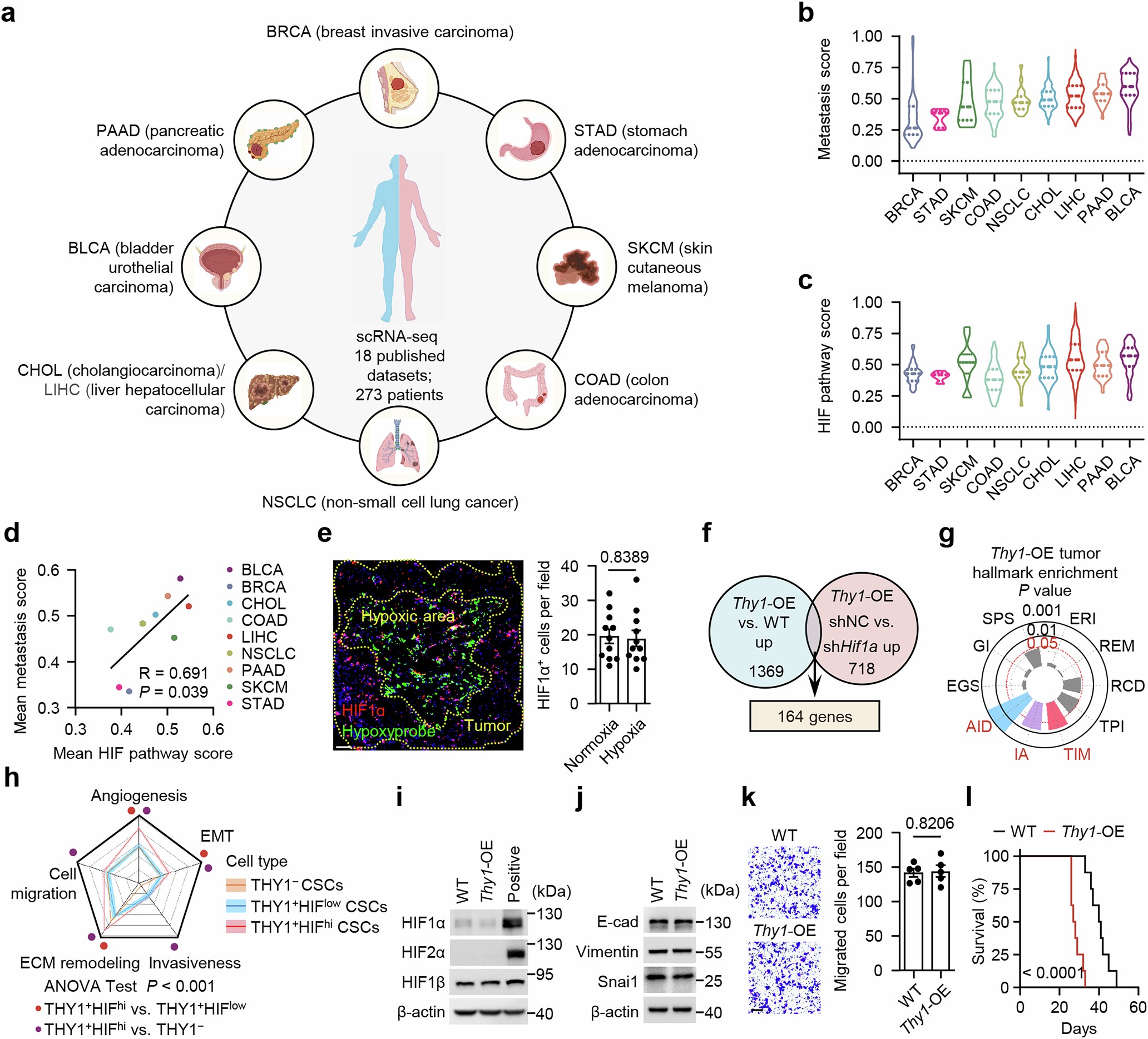 Extended Data Fig. 4: Pseudohypoxia drives the metastatic potential of THY1+ CSCs.