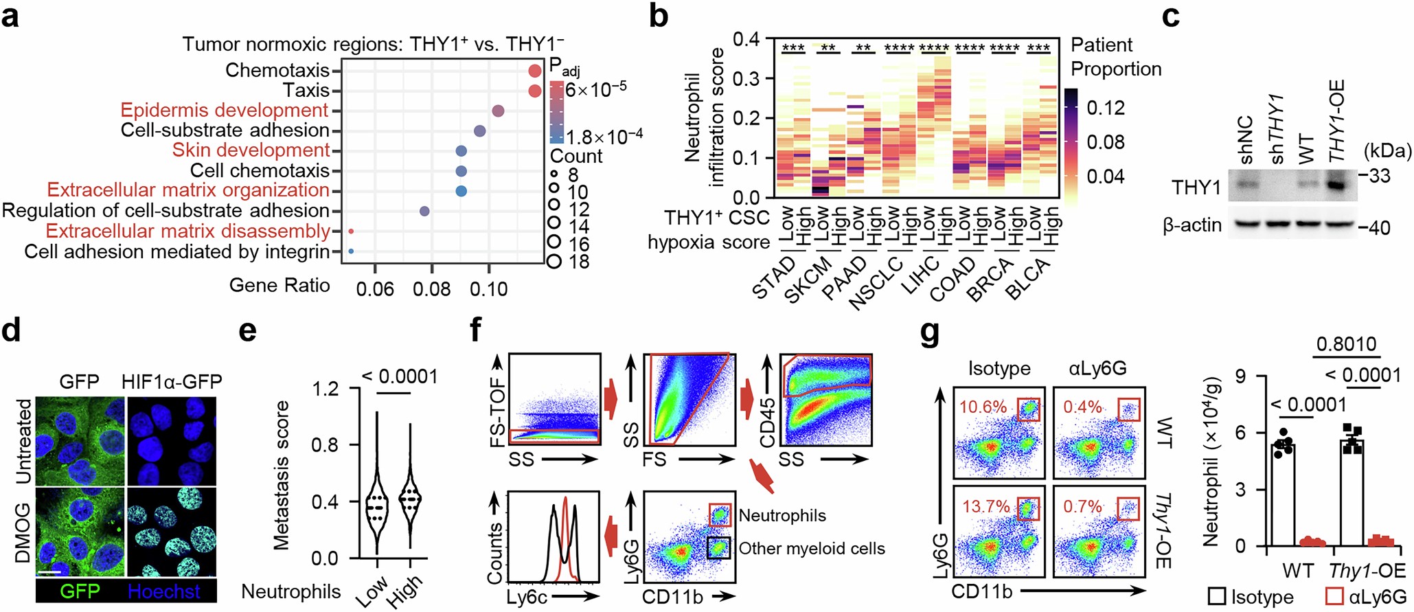 Extended Data Fig. 5: Neutrophil-triggered pseudohypoxia is required for the metastasis property of THY1+ CSCs.