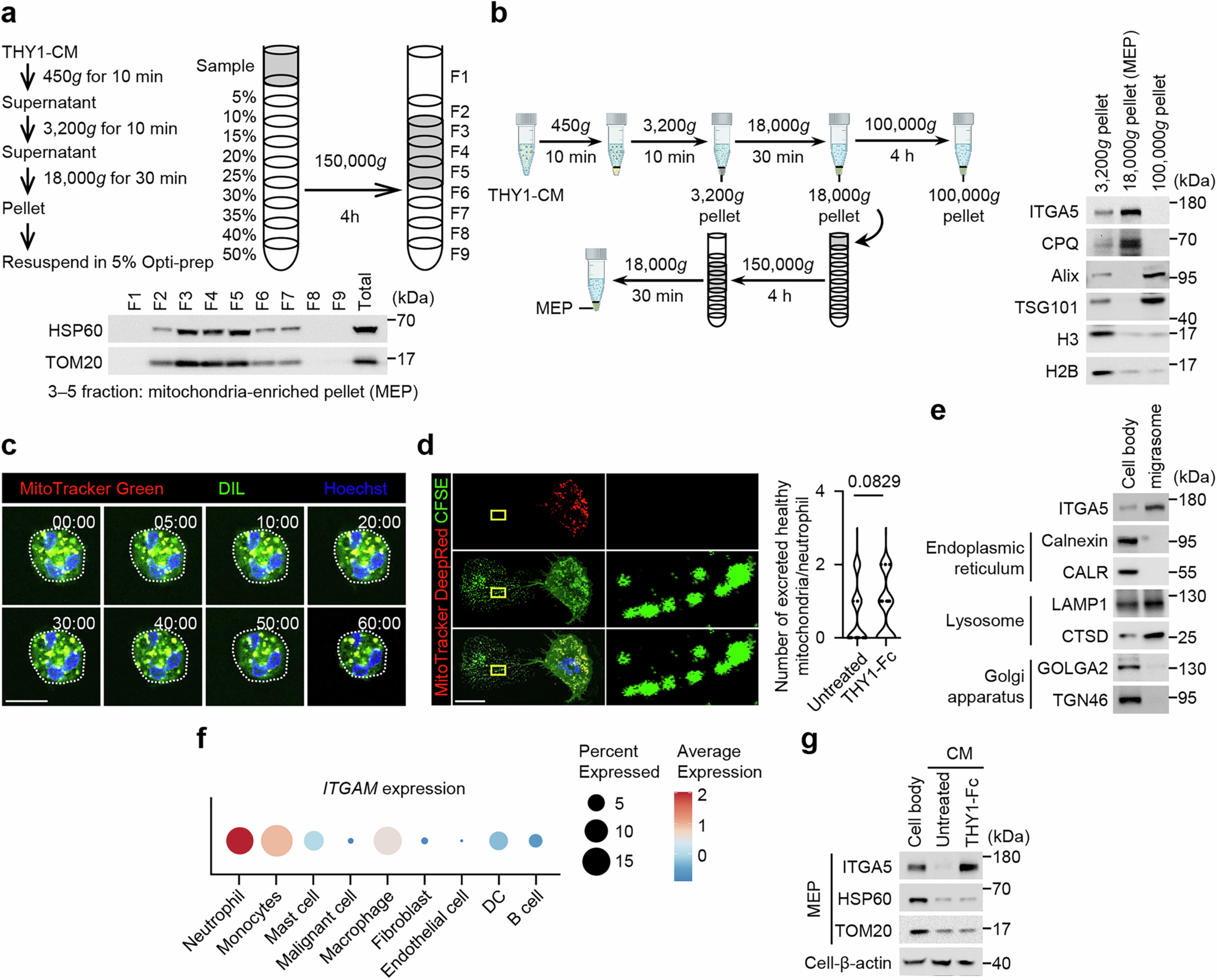 Extended Data Fig. 7: THY1 signalling facilitate neutrophil unhealthy mitochondria extrusion via migrasome.