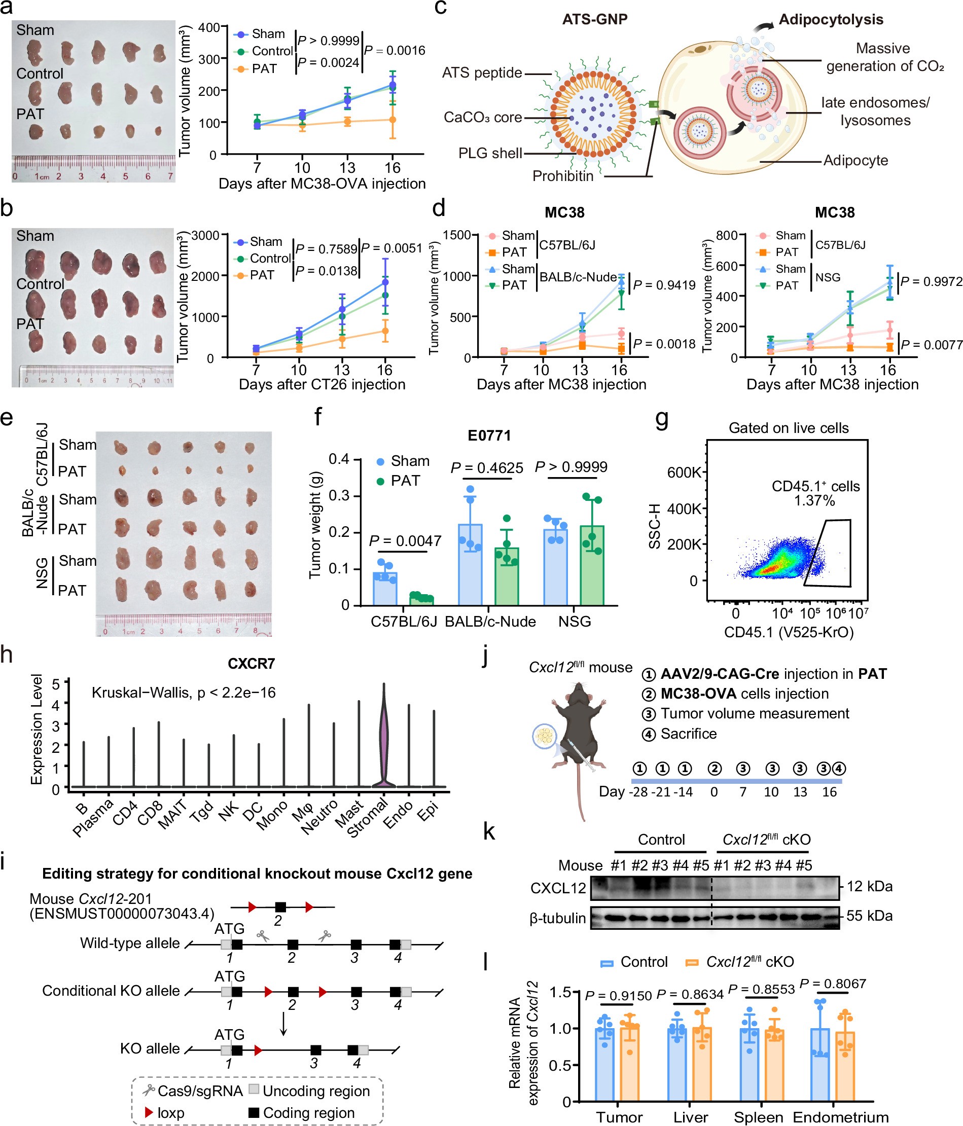 Extended Data Fig. 3: tVAT competes with tumour tissue for the infiltration lymphocytes.