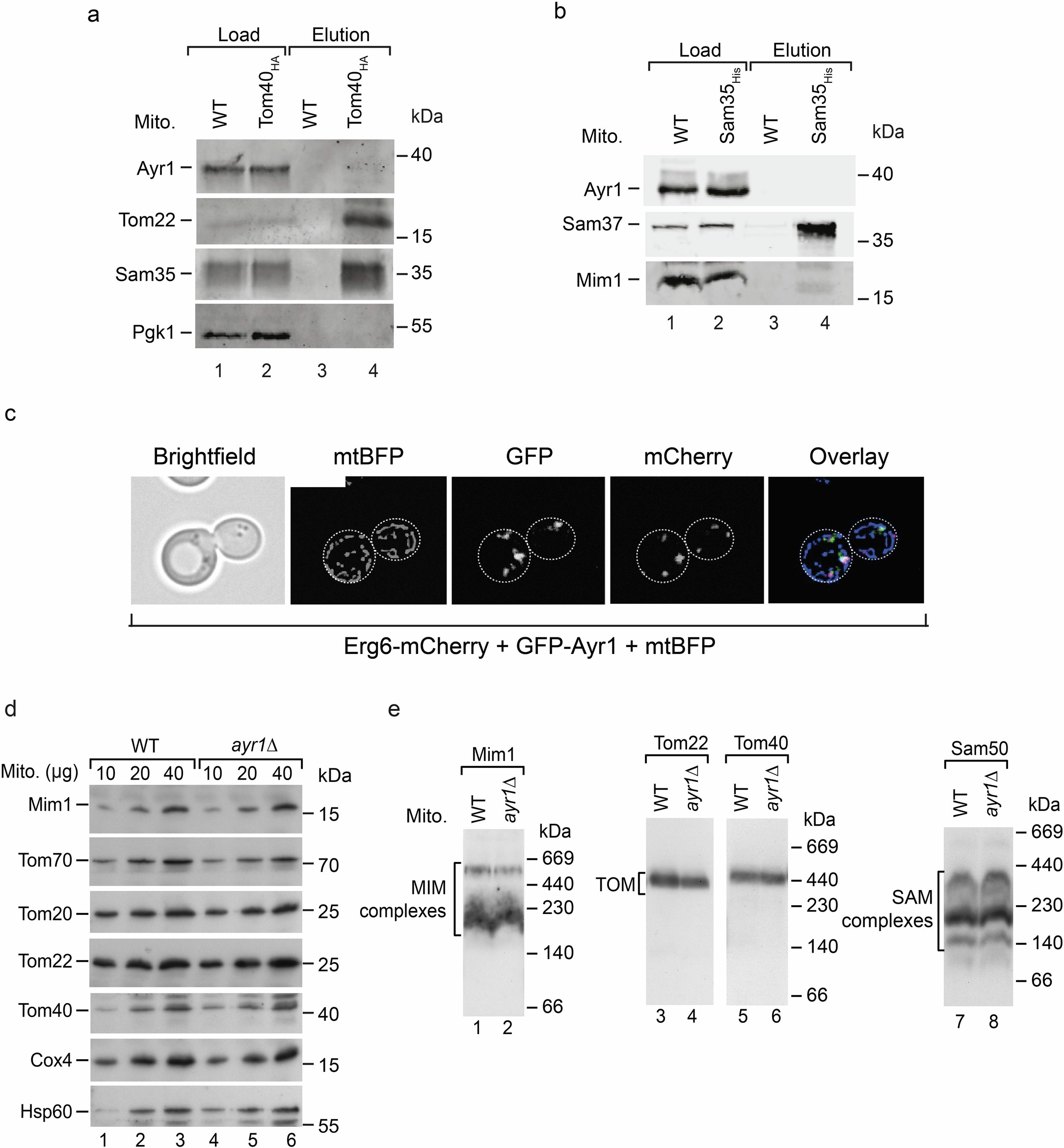 Extended Data Fig. 1: Characterization and localization of Ayr1 and analysis of ∆ayr1 mitochondria.
