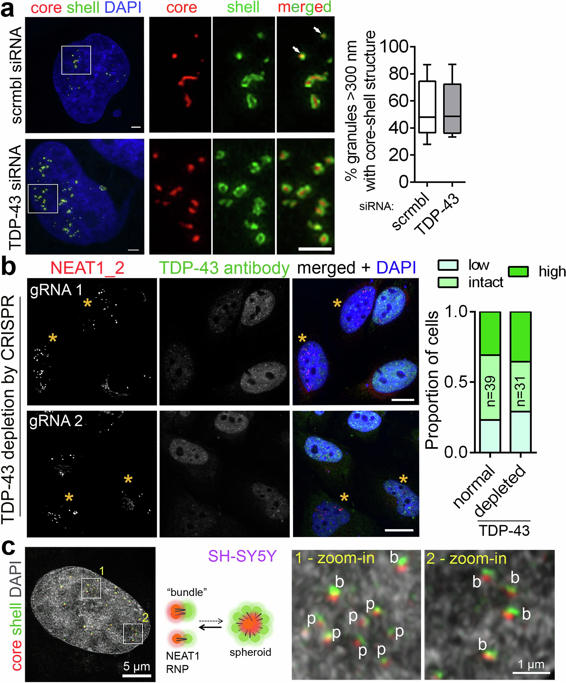 Extended Data Fig. 2: Paraspeckle spheroid formation is not affected by TDP-43 depletion.