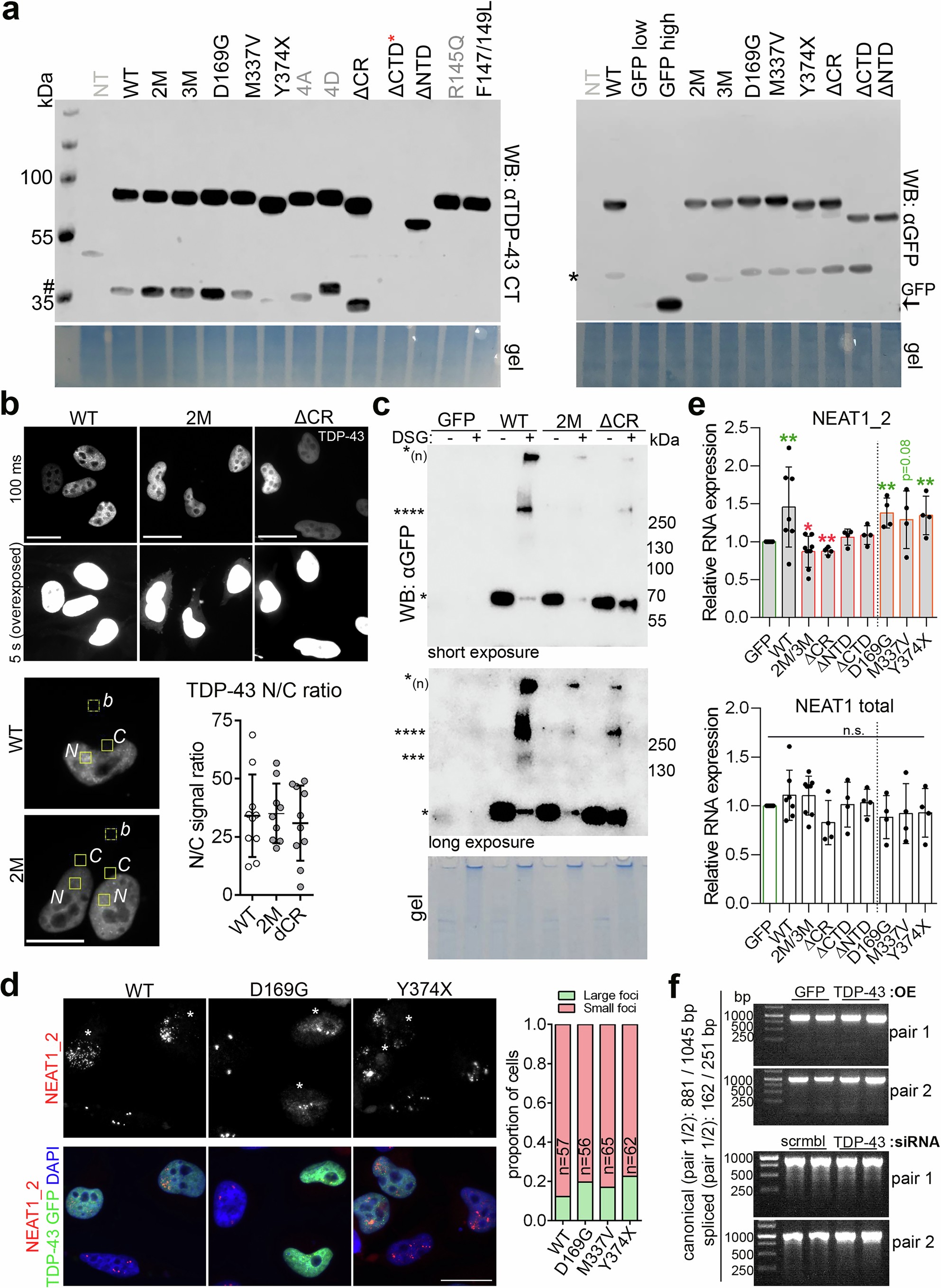 Extended Data Fig. 3: TDP-43 oligomerization is NEAT1 and paraspeckle regulation.