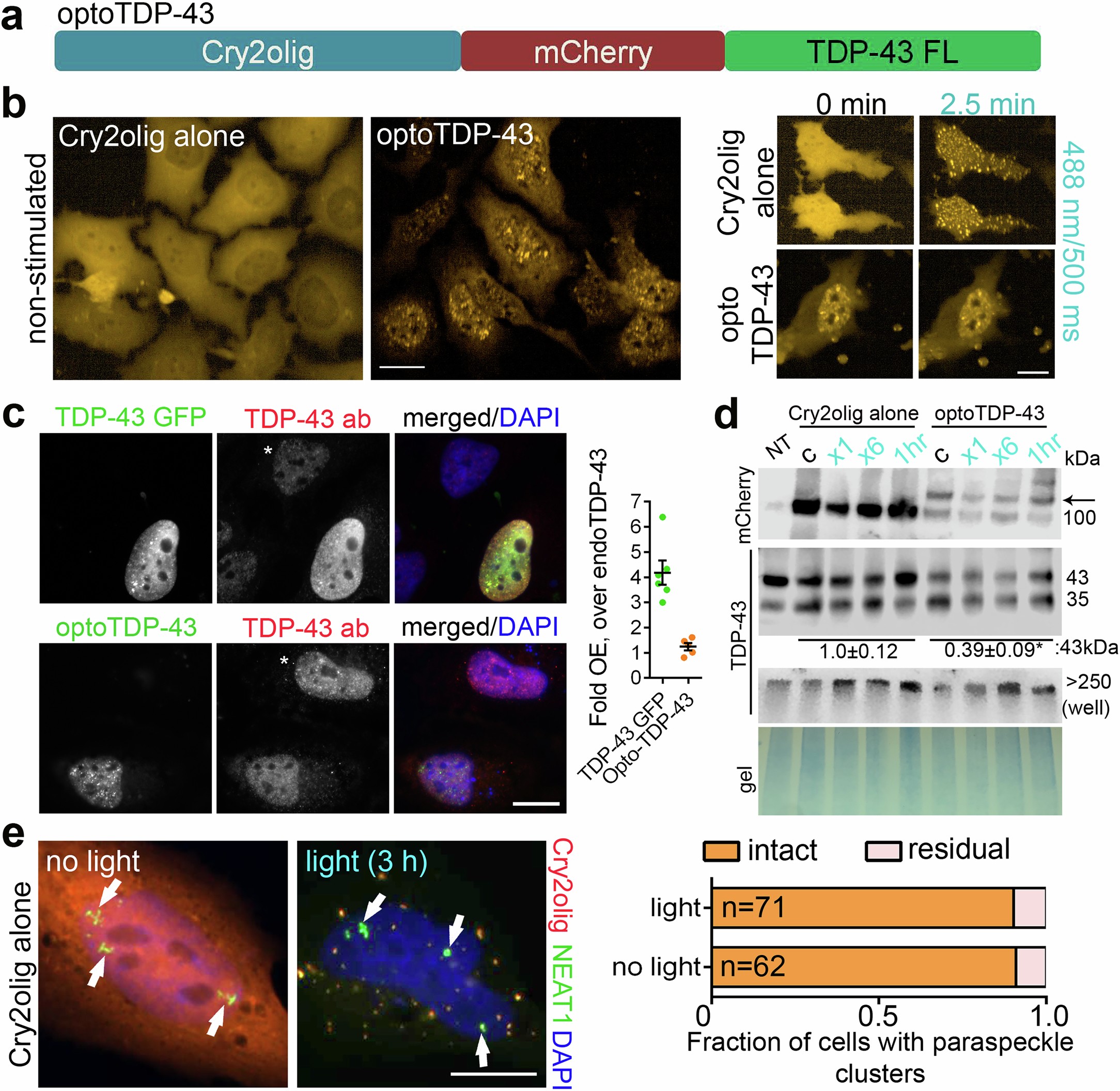 Extended Data Fig. 4: OptoTDP-43 for the analysis of TDP-43 self-association in paraspeckle assembly.