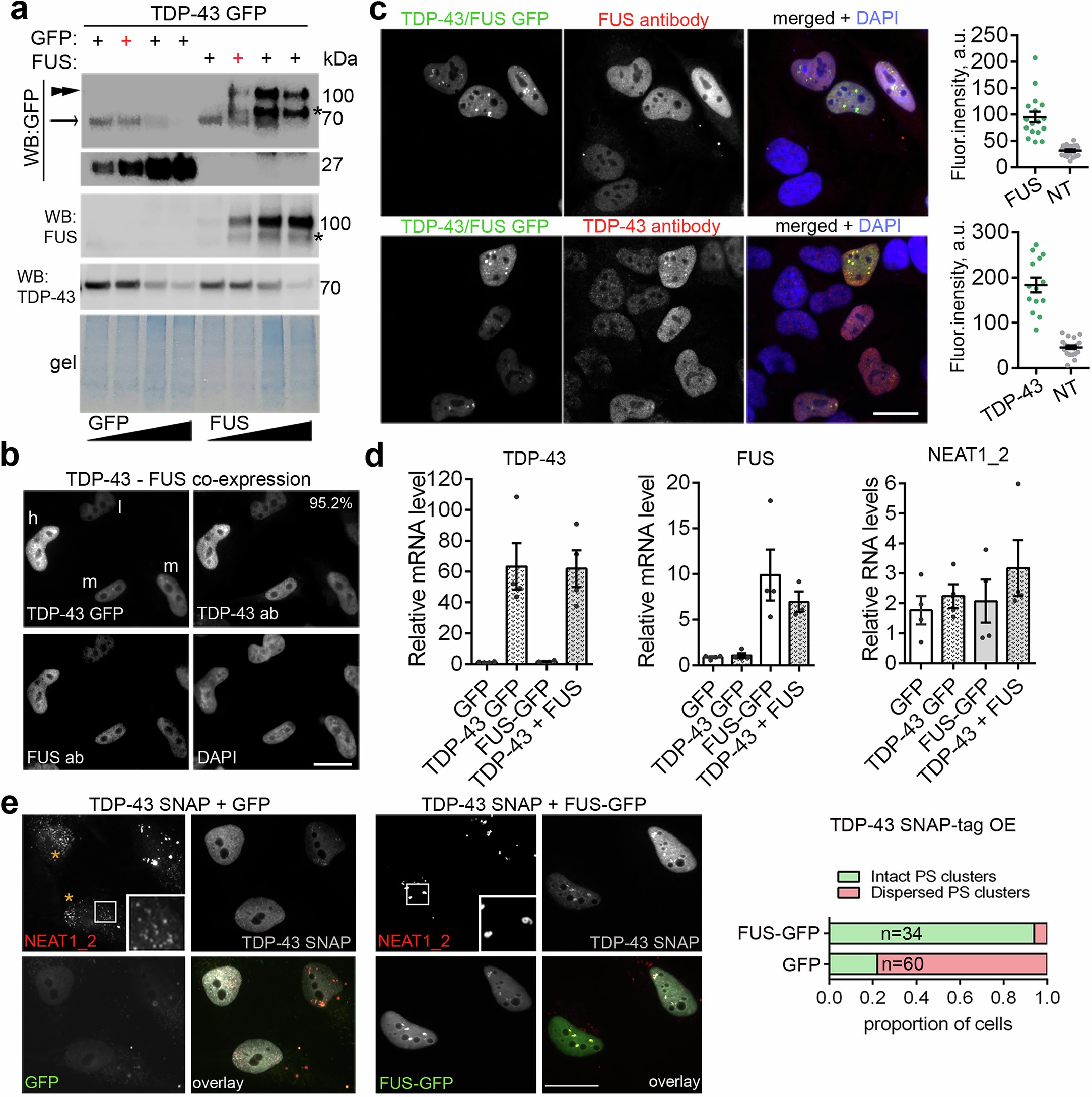 Extended Data Fig. 5: FUS supplementation rescues paraspeckles in cells with increased TDP-43 dosage.