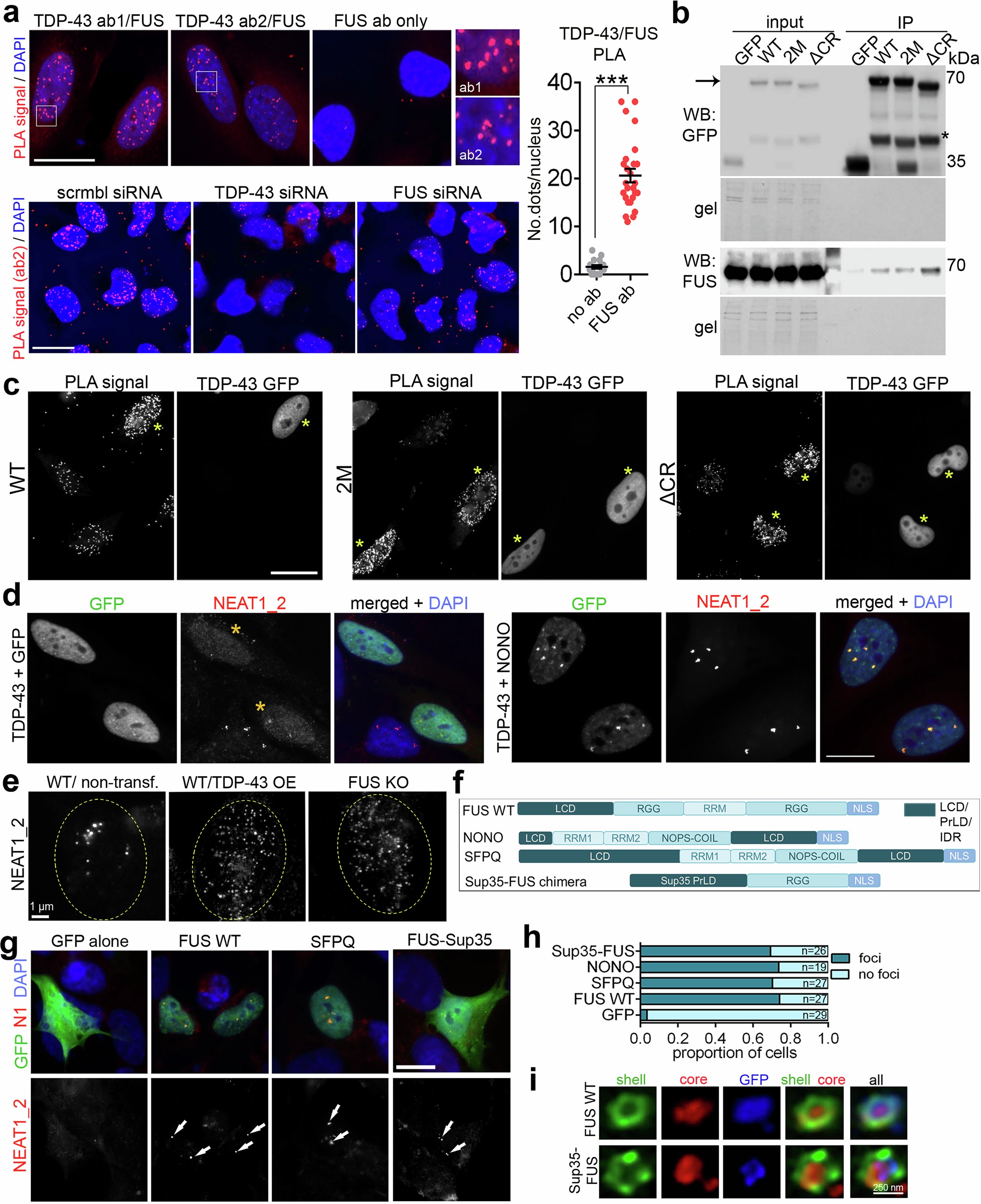 Extended Data Fig. 6: The interplay between TDP-43 and core PSPs in paraspeckle assembly.