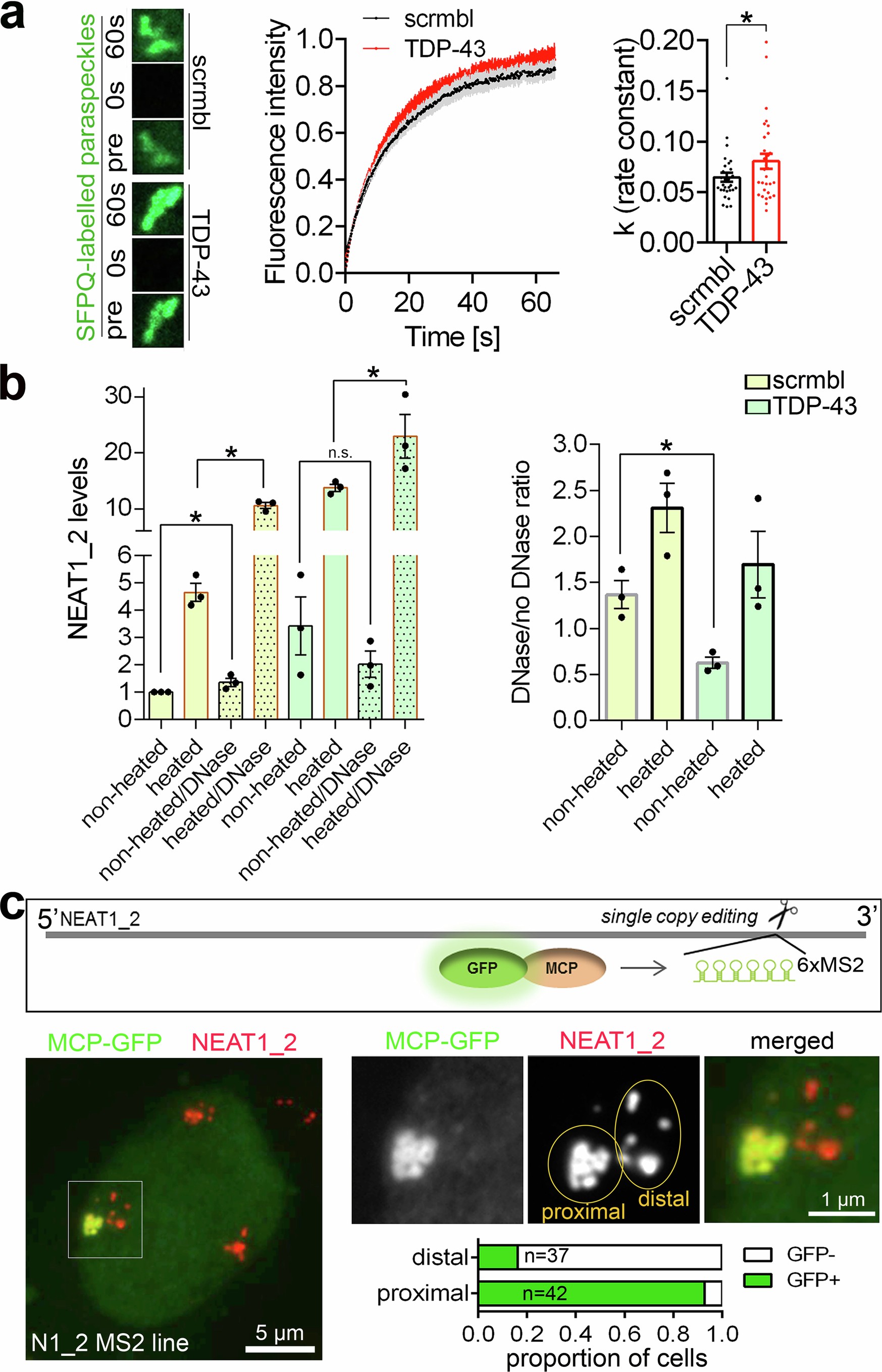 Extended Data Fig. 9: Paraspeckle properties upon TDP-43 depletion.