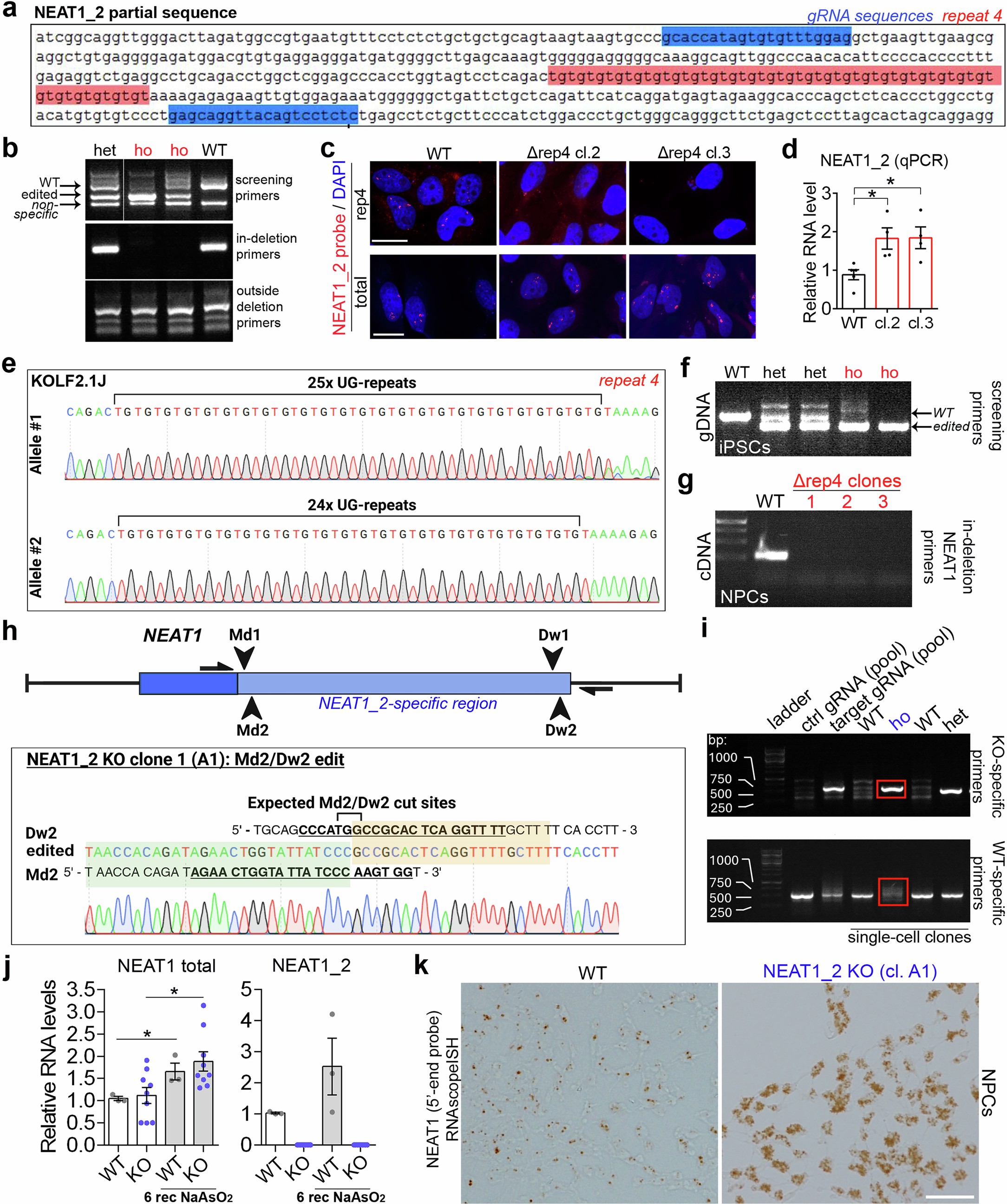 Extended Data Fig. 10: Generation of cell lines with NEAT1_2 UG-repeat 4 deletion and NEAT1_2 knockout.
