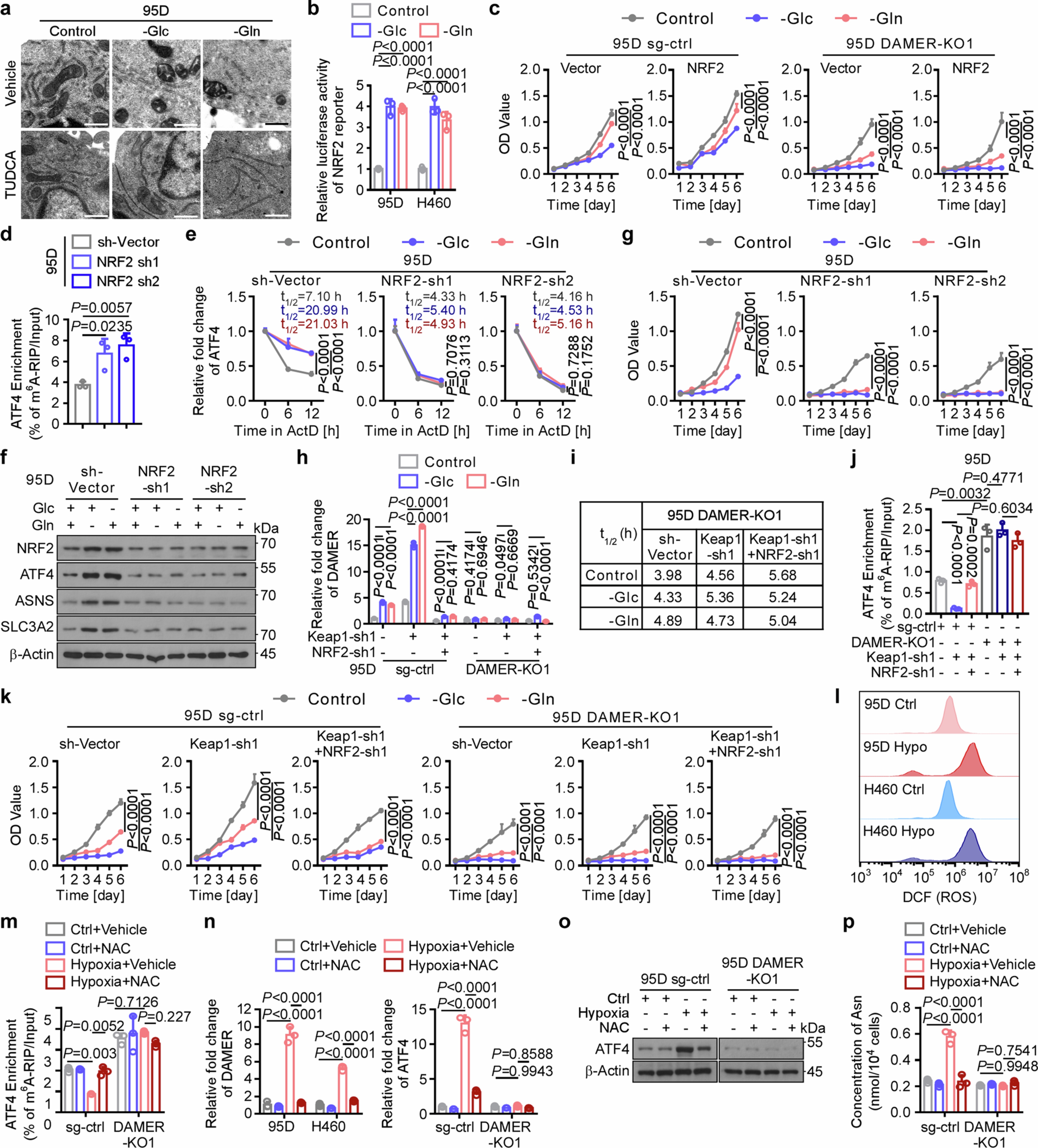 Extended Data Fig. 5: The DAMER–ATF4 axis is activated by upstream ER stress via ROS–NRF2 signalling.