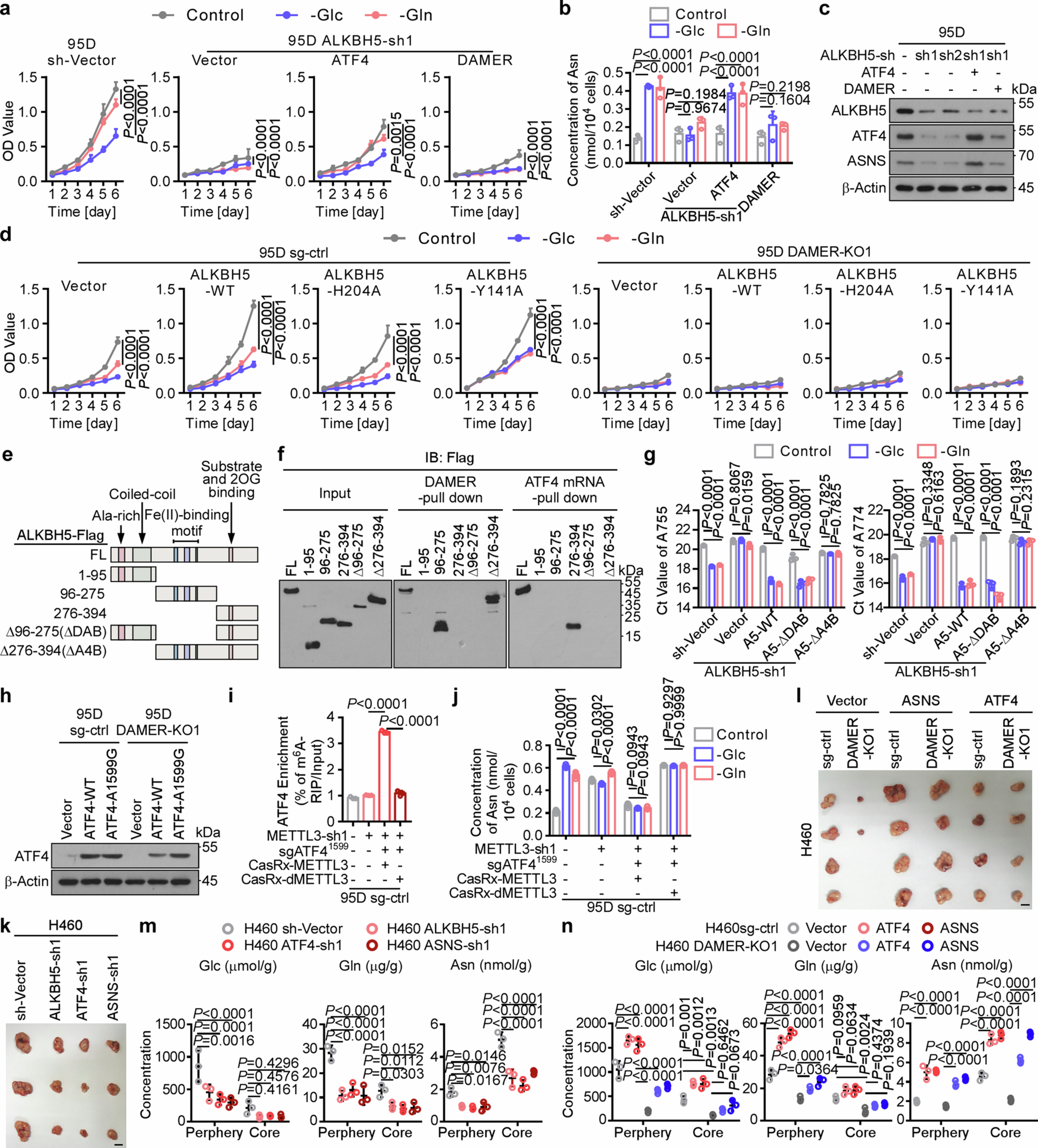Extended Data Fig. 7: The DAMER–ALKBH5-ATF4 axis is a linchpin for metabolic adaptation.