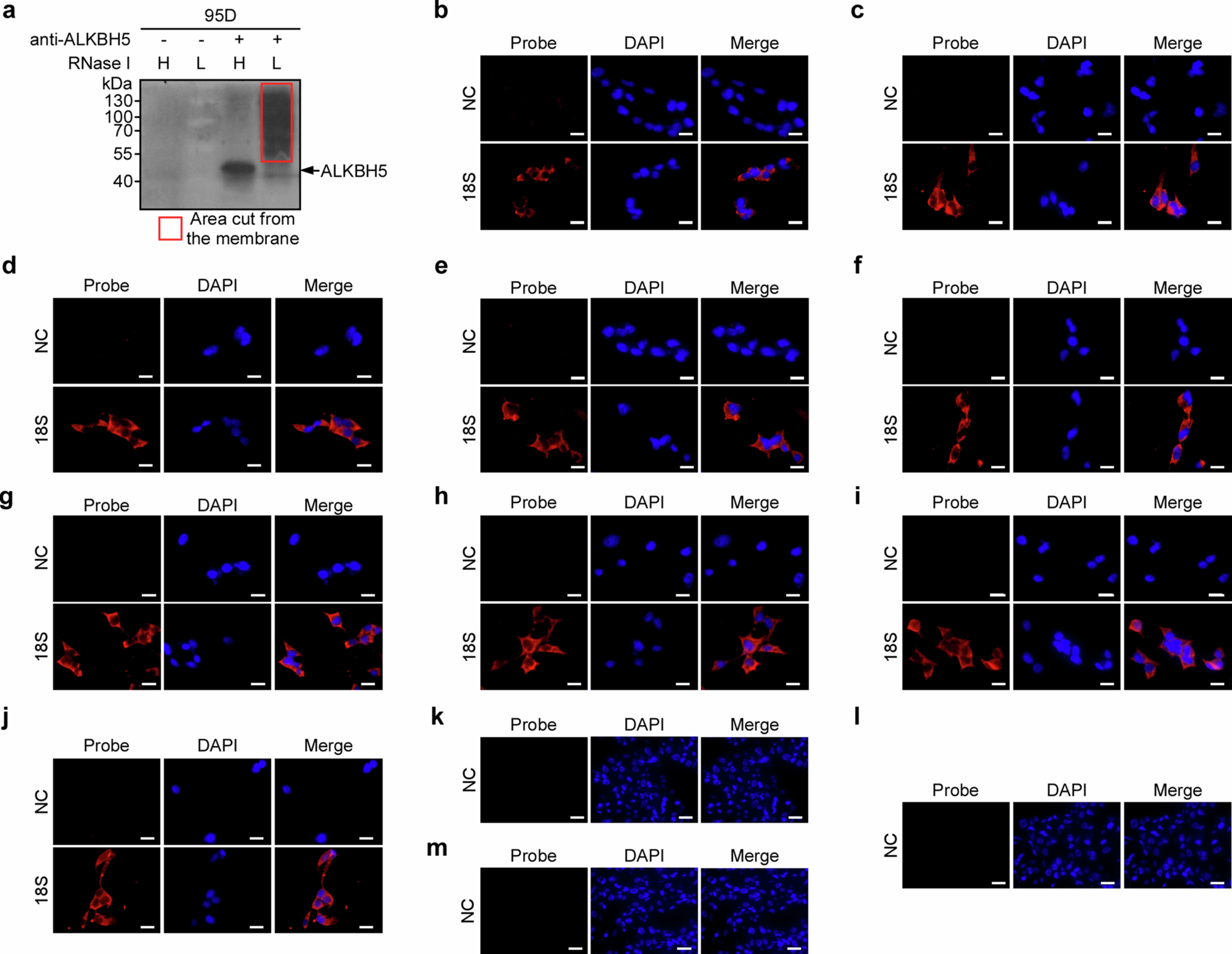 Extended Data Fig. 10: Validation and controls for CLIP and RNA-FISH experiments.