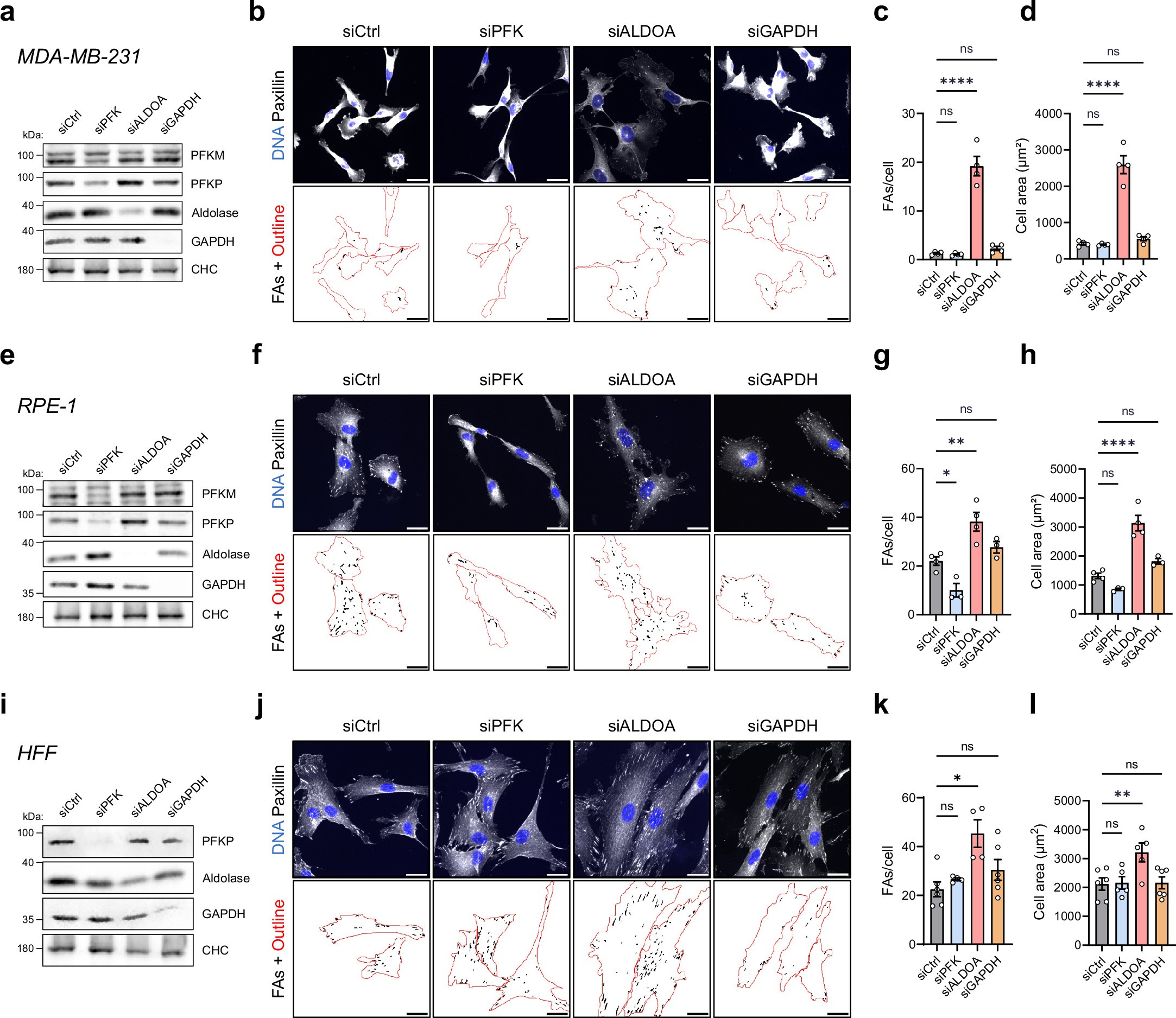 Extended Data Fig. 3: Glycolytic control of FAs and cell area is reproducible in multiple cell lines.