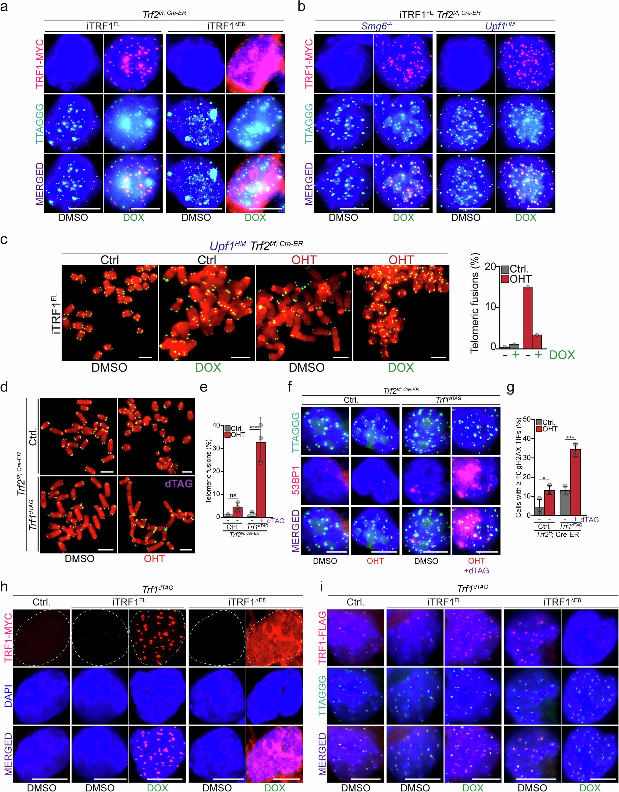 Extended Data Fig. 5: Localization of TRF1FL and TRF1ΔE8.