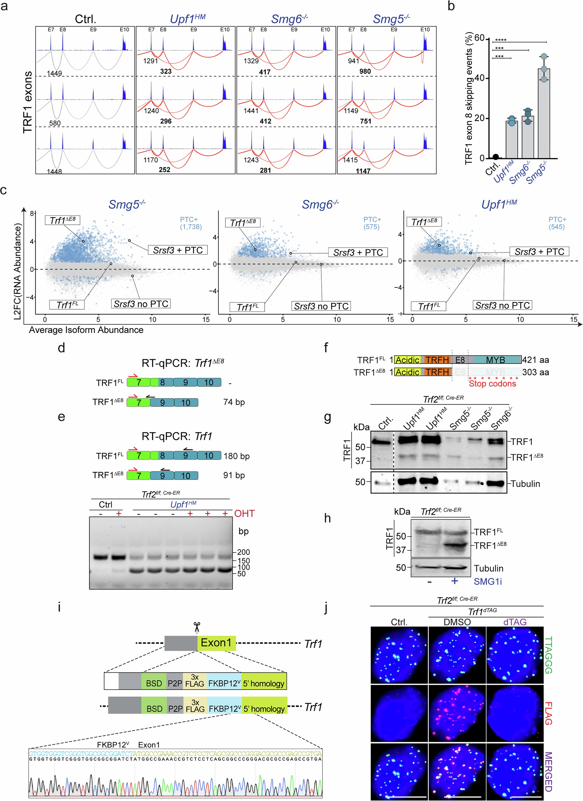 Extended Data Fig. 4: Characterization of TRF1 exon 8 skipping events in ESCs.