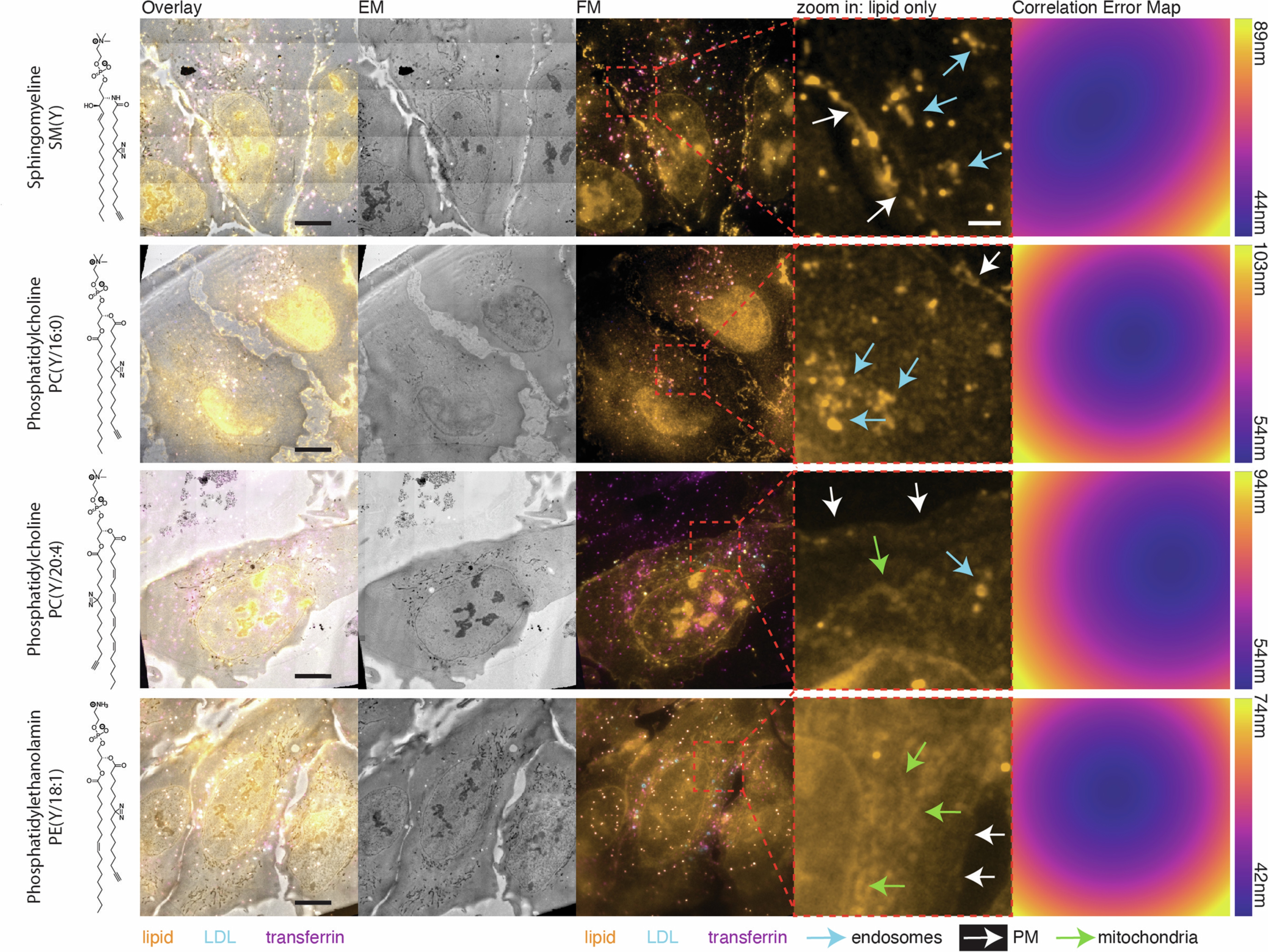 Extended Data Fig. 7: Correlation maps for Lipid CLEM of various lipid classes and species.