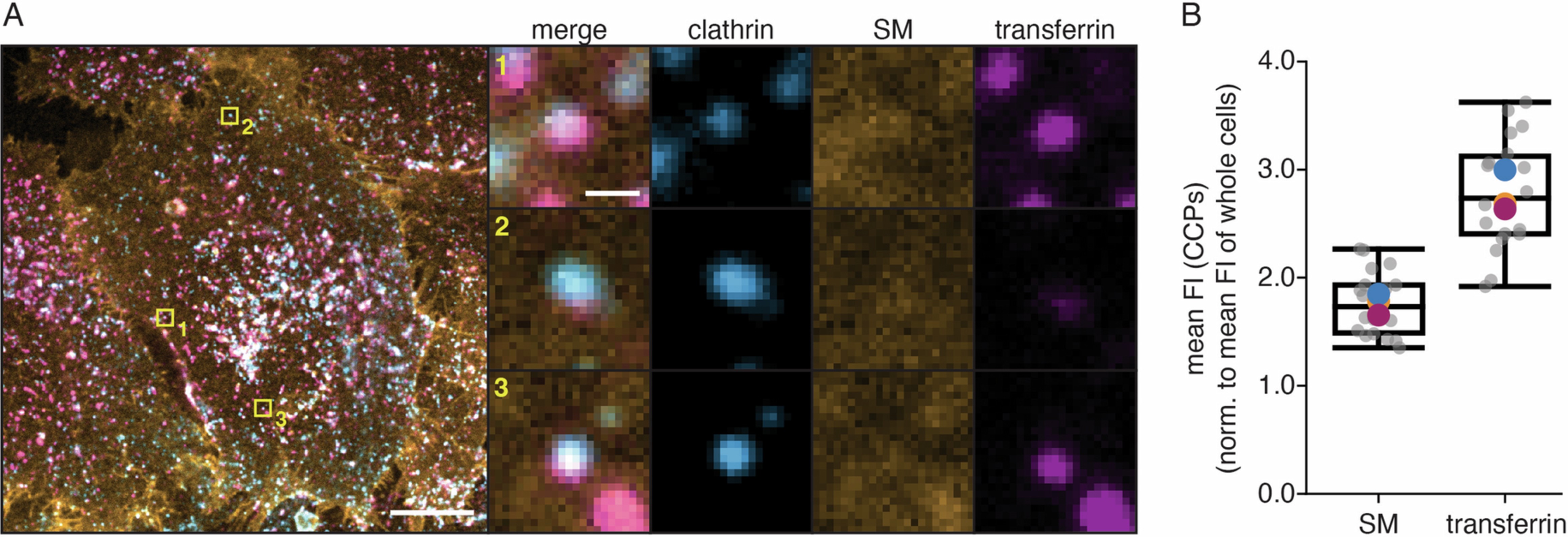 Extended Data Fig. 9: Transferrin and sphingomyelin co-localize in clathrin-coated pits.