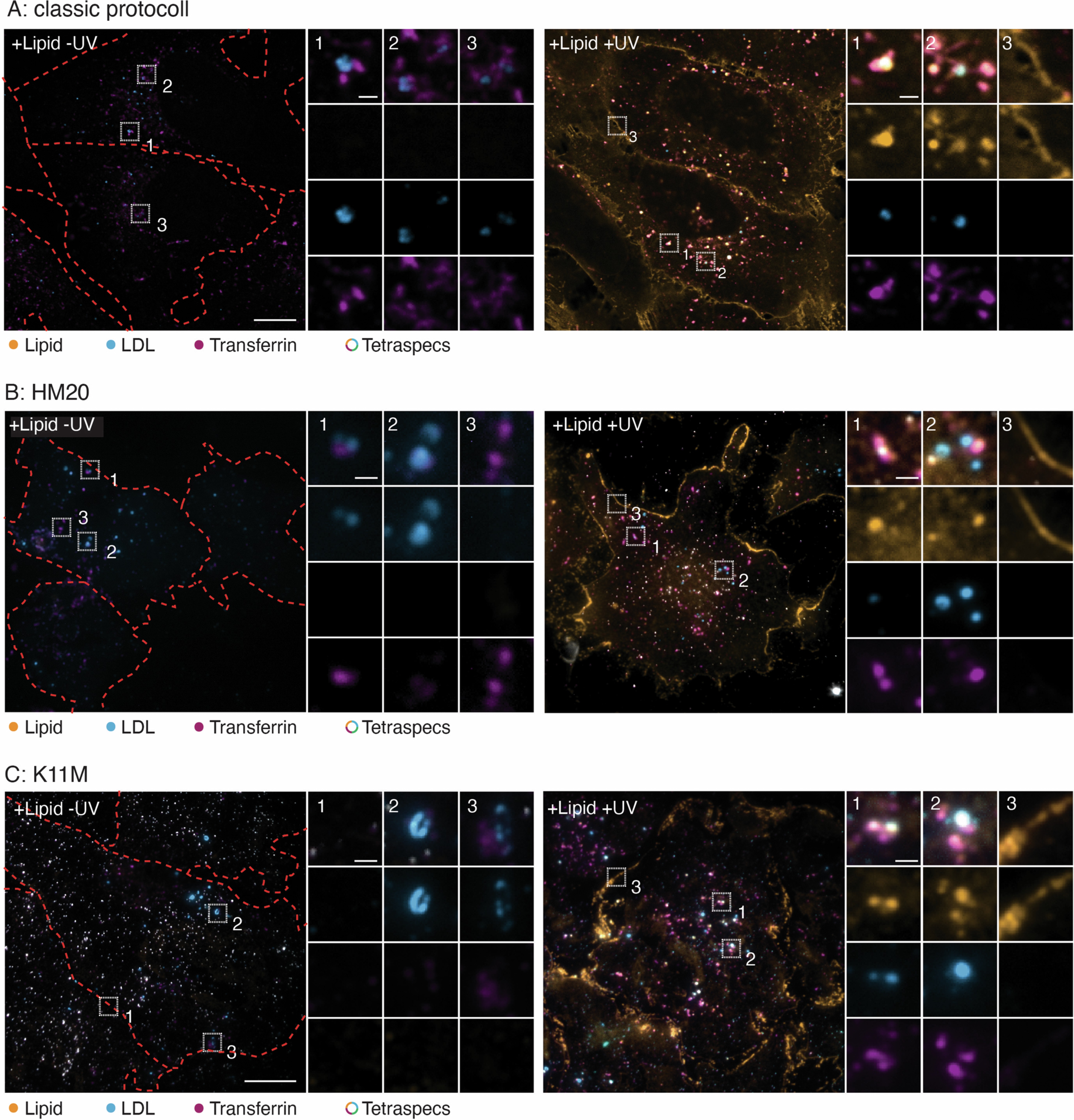 Extended Data Fig. 2: Non-photo-crosslinked bifunctional lipid probes are removed during automatic freeze substitution.