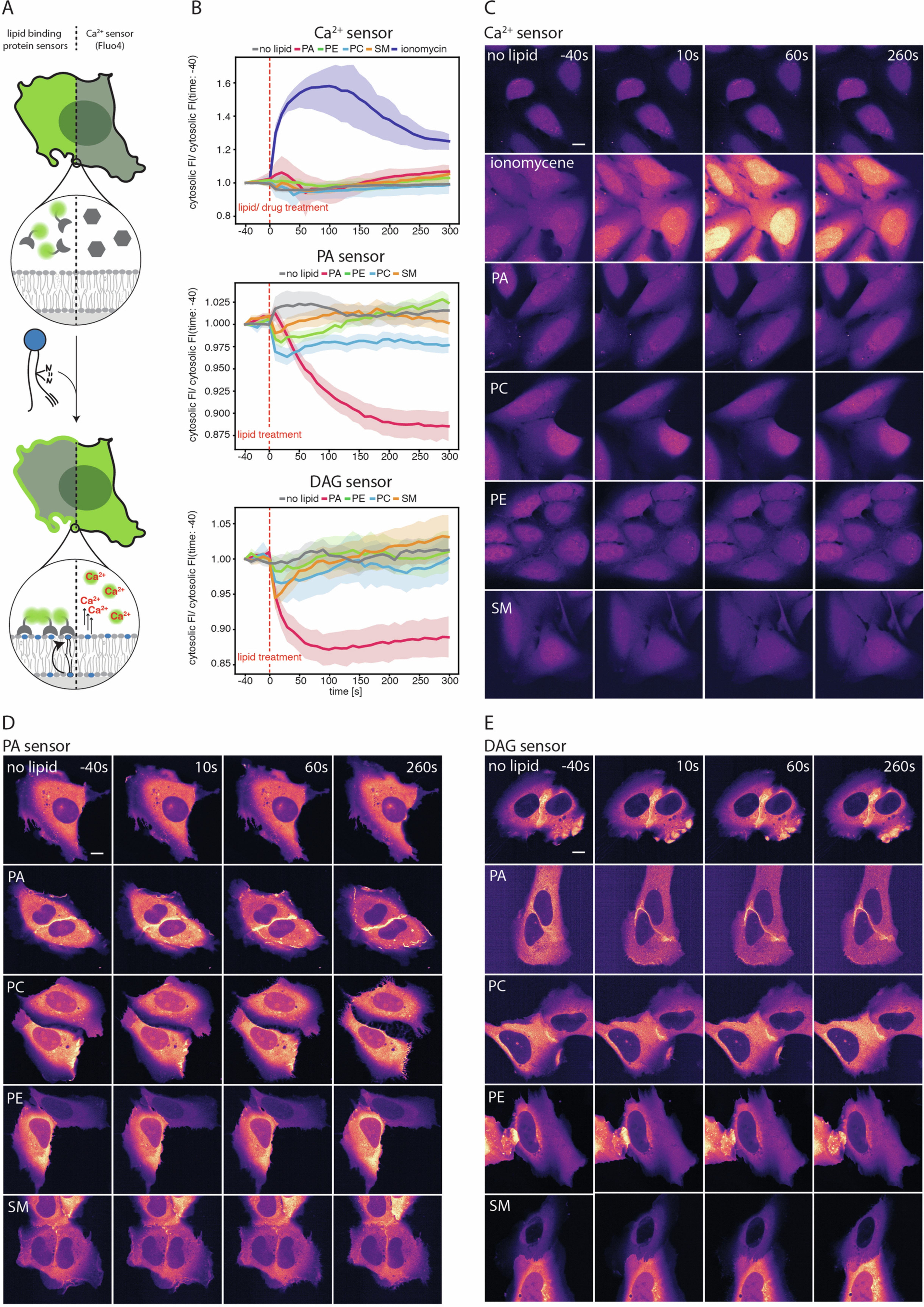 Extended Data Fig. 4: Effect of lipid loading on cellular signaling events.