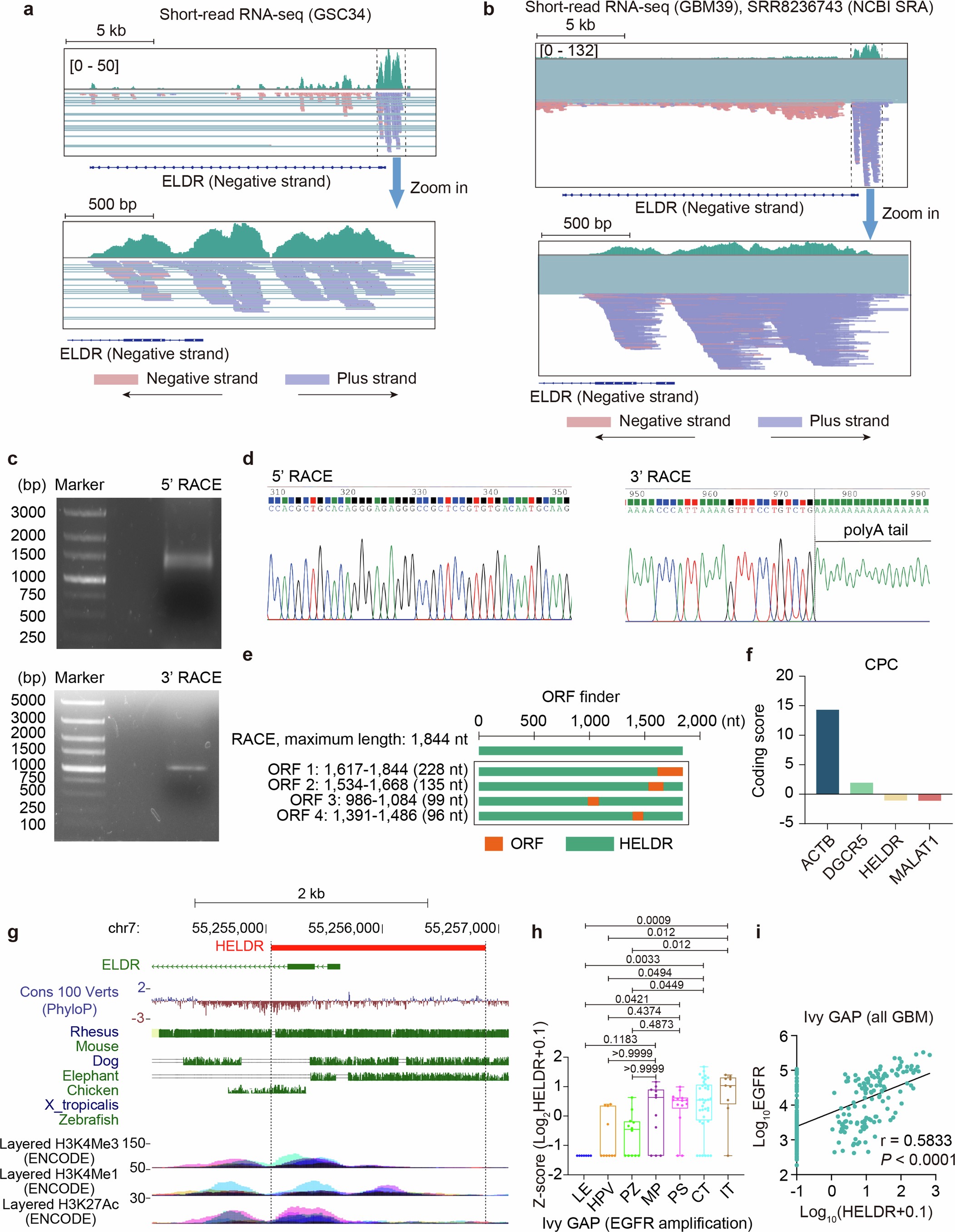 Extended Data Fig. 2: De novo lncRNA HELDR is the major transcript in the ELDR locus and localized in the nucleus.