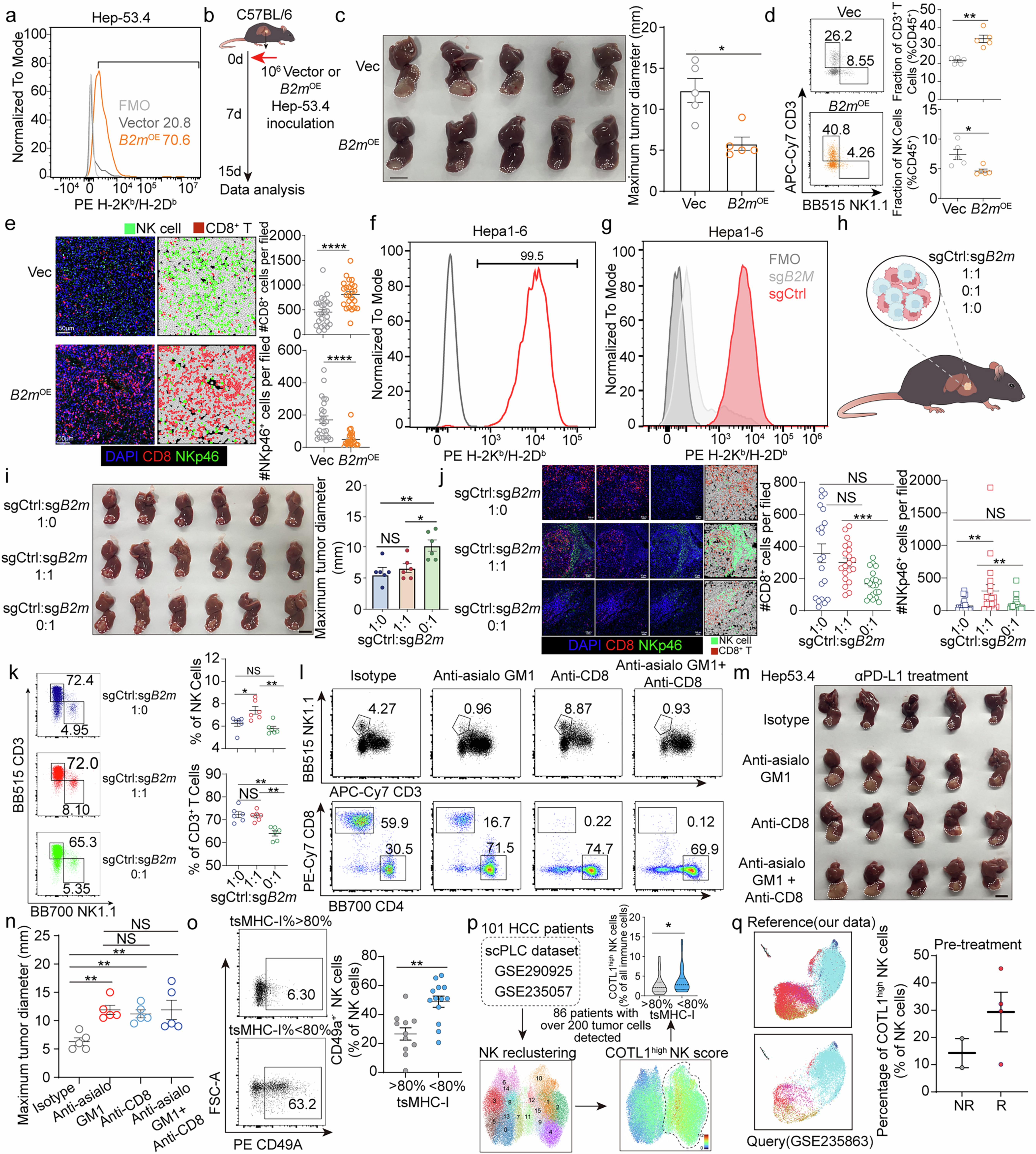 Extended Data Fig. 2: The variation of tumor MHC class I reshapes immune infiltration of HCC.