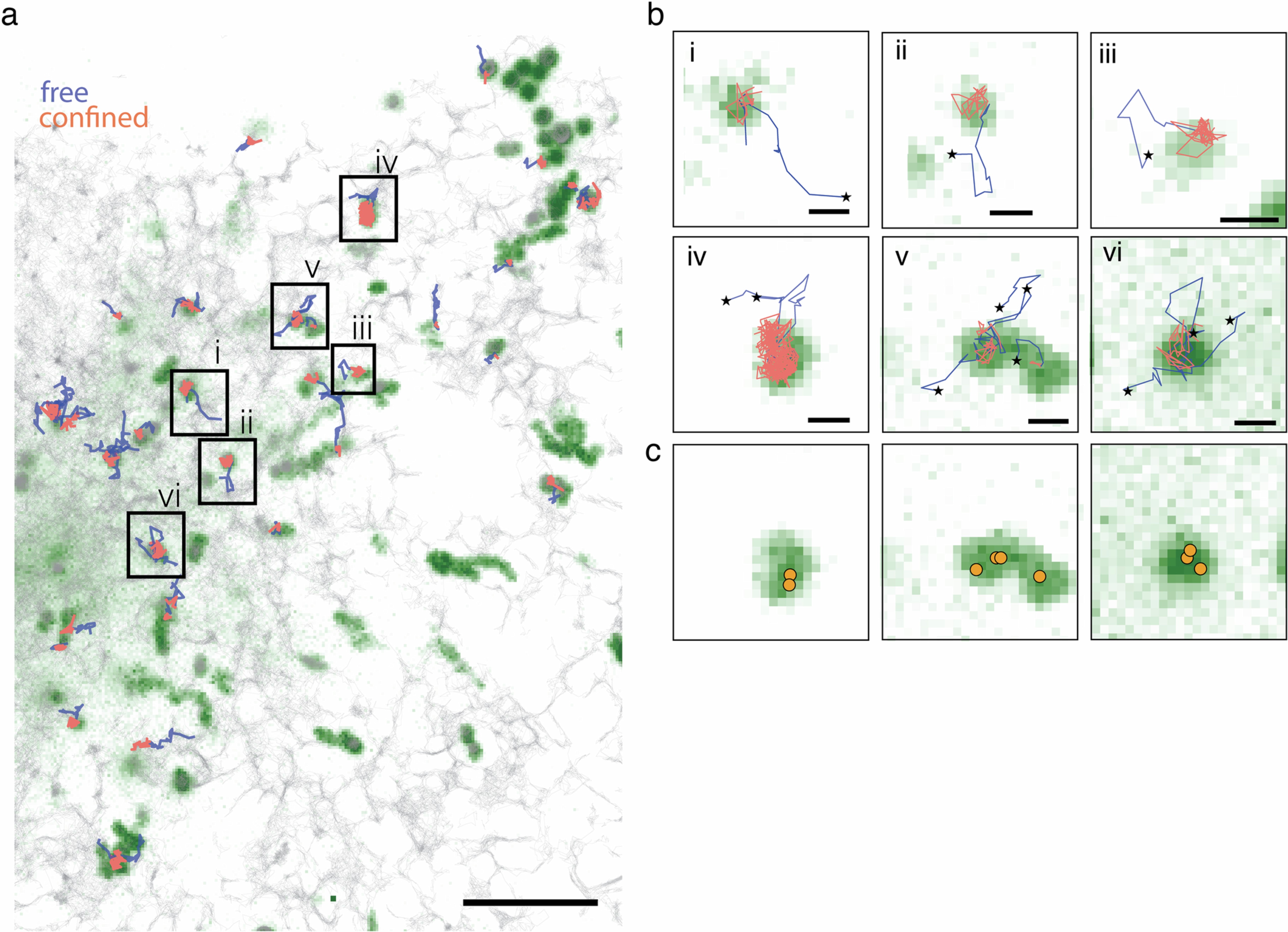 Extended Data Fig. 7: Protein entry onto the LD surface through ER-LD contact sites.