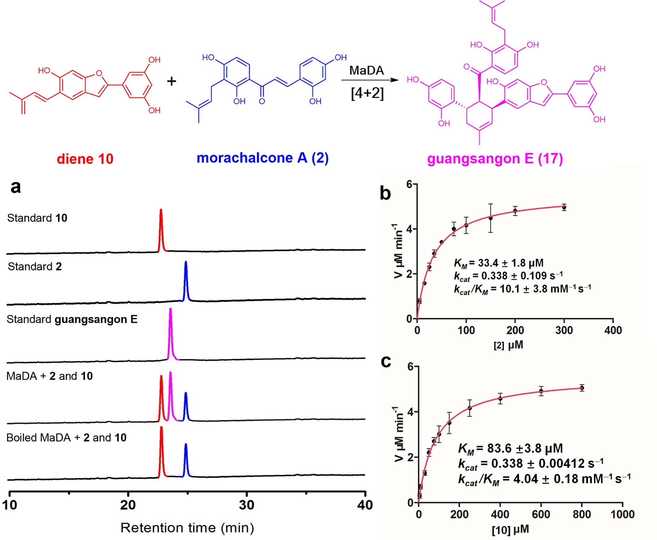 Extended Data Fig. 7: Determination of the kinetic parameters of MaDA using stable diene 10 and morachalcone A (2).