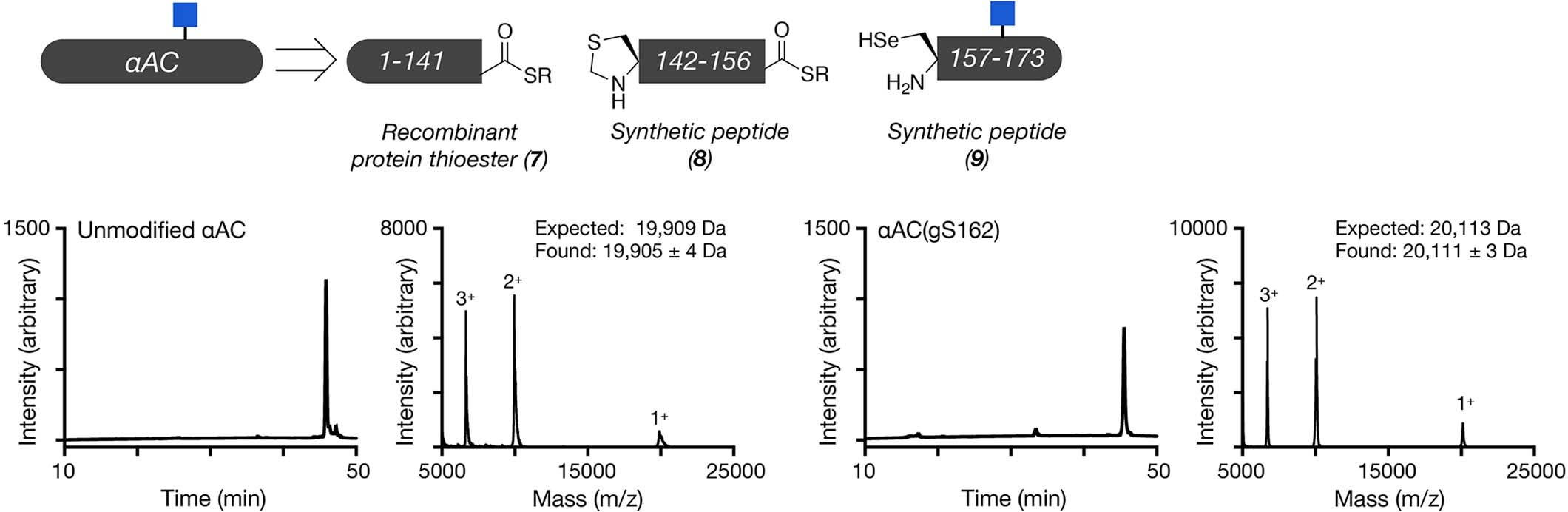 Extended Data Fig. 4: Synthesis and characterization of O-GlcNAc modified αAC.
