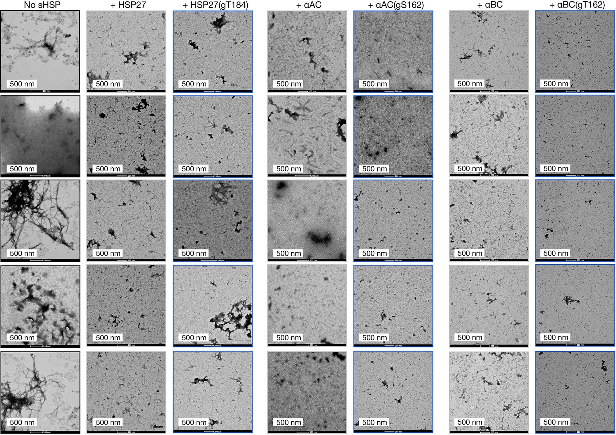 Extended Data Fig. 7: TEM images of Aβ aggregation.