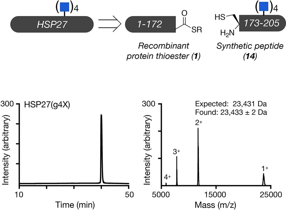 Extended Data Fig. 8: Synthesis and characterization of quadruply O-GlcNAc modified HSP27.