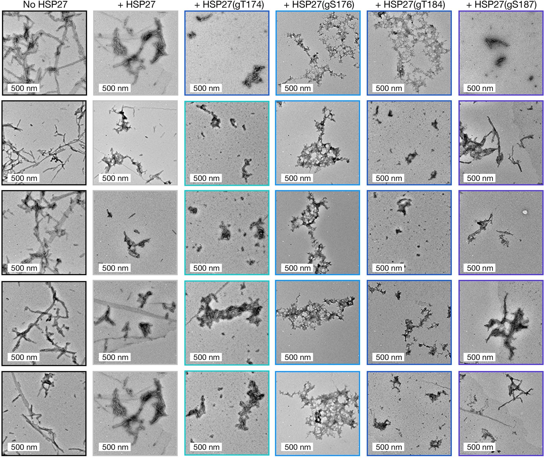 Extended Data Fig. 2: Additional TEM images of α-synuclein/HSP27 aggregation.