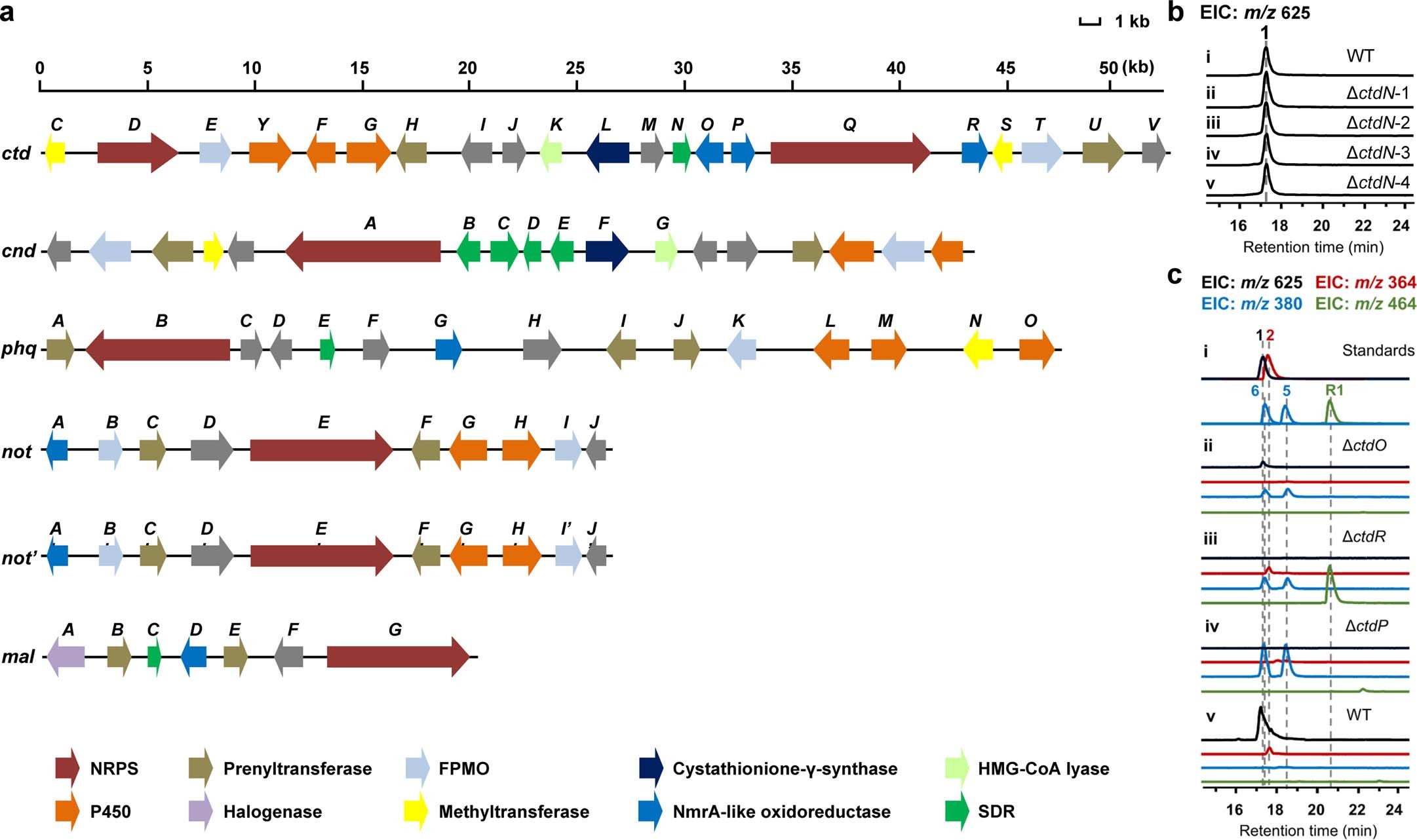 Extended Data Fig. 2: Comparison analysis of the biosynthetic gene clusters of PIAs and in vivo characterization of NmrA-like proteins CtdO, CtdR, and CtdP.