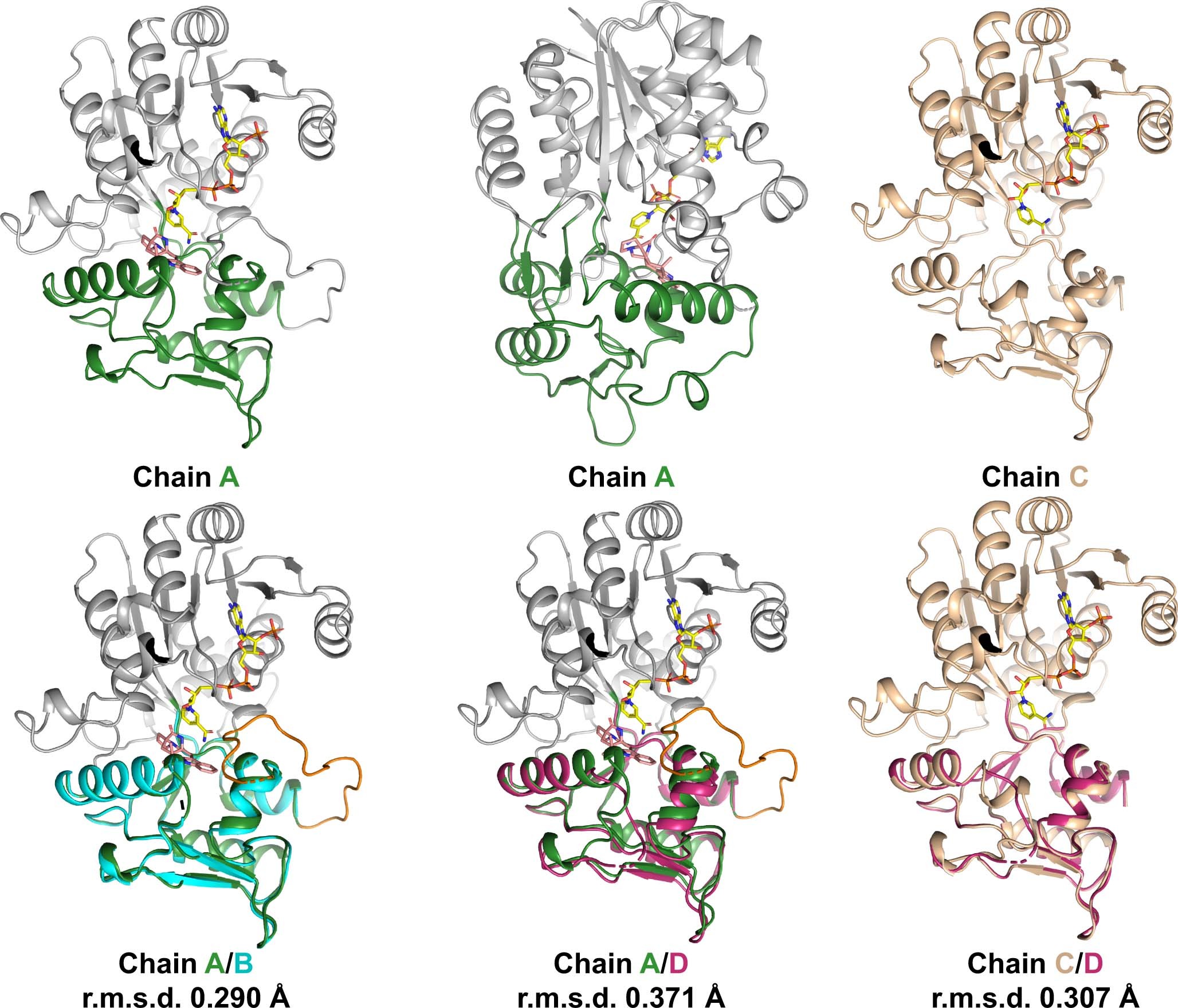 Extended Data Fig. 5: Superposition of the different chains in CtdP.