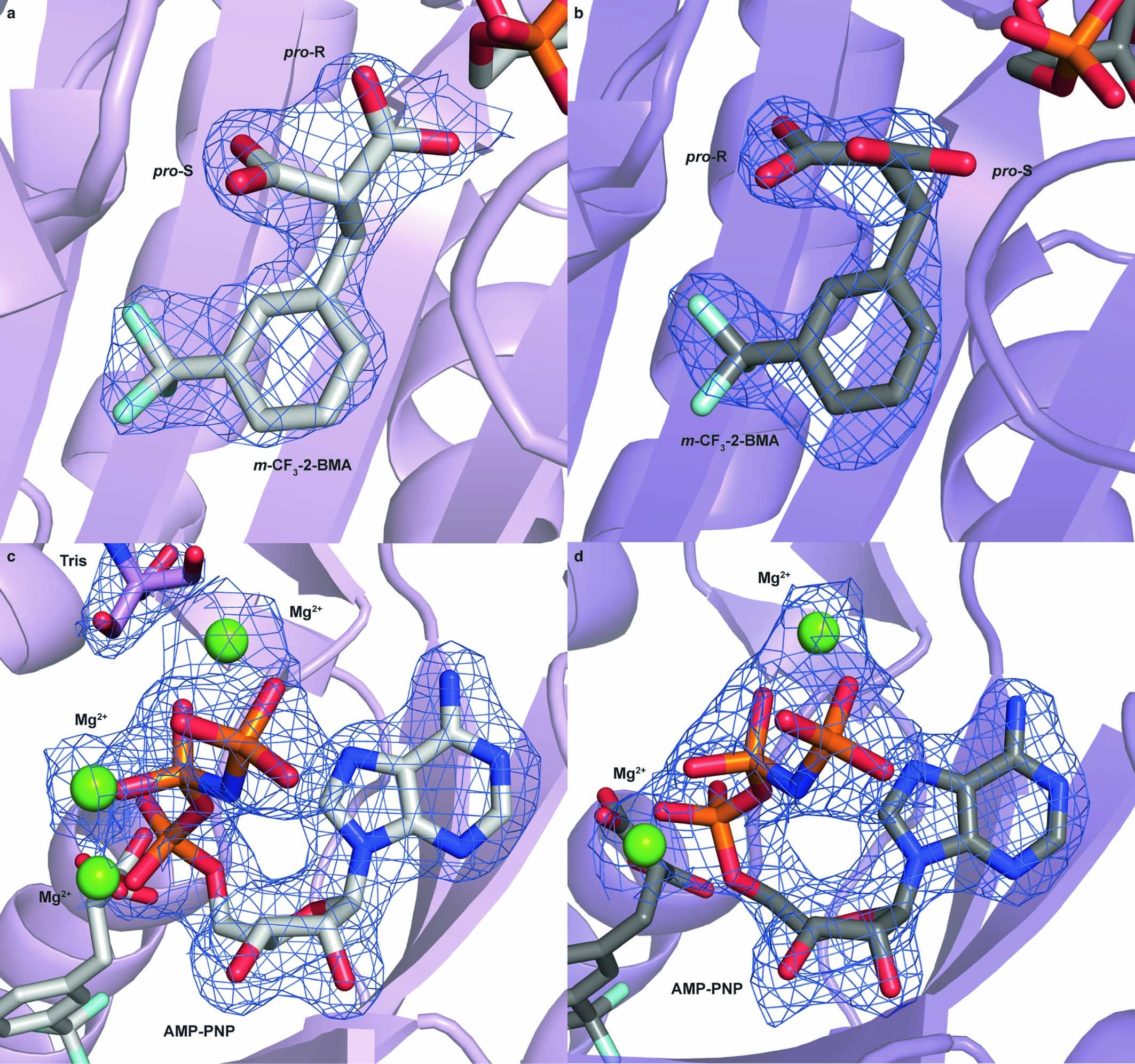 Extended Data Fig. 3: Ligand electron densities of m-CF3-2-BMA (18) and AMP-PNP bound to MaFRSA.