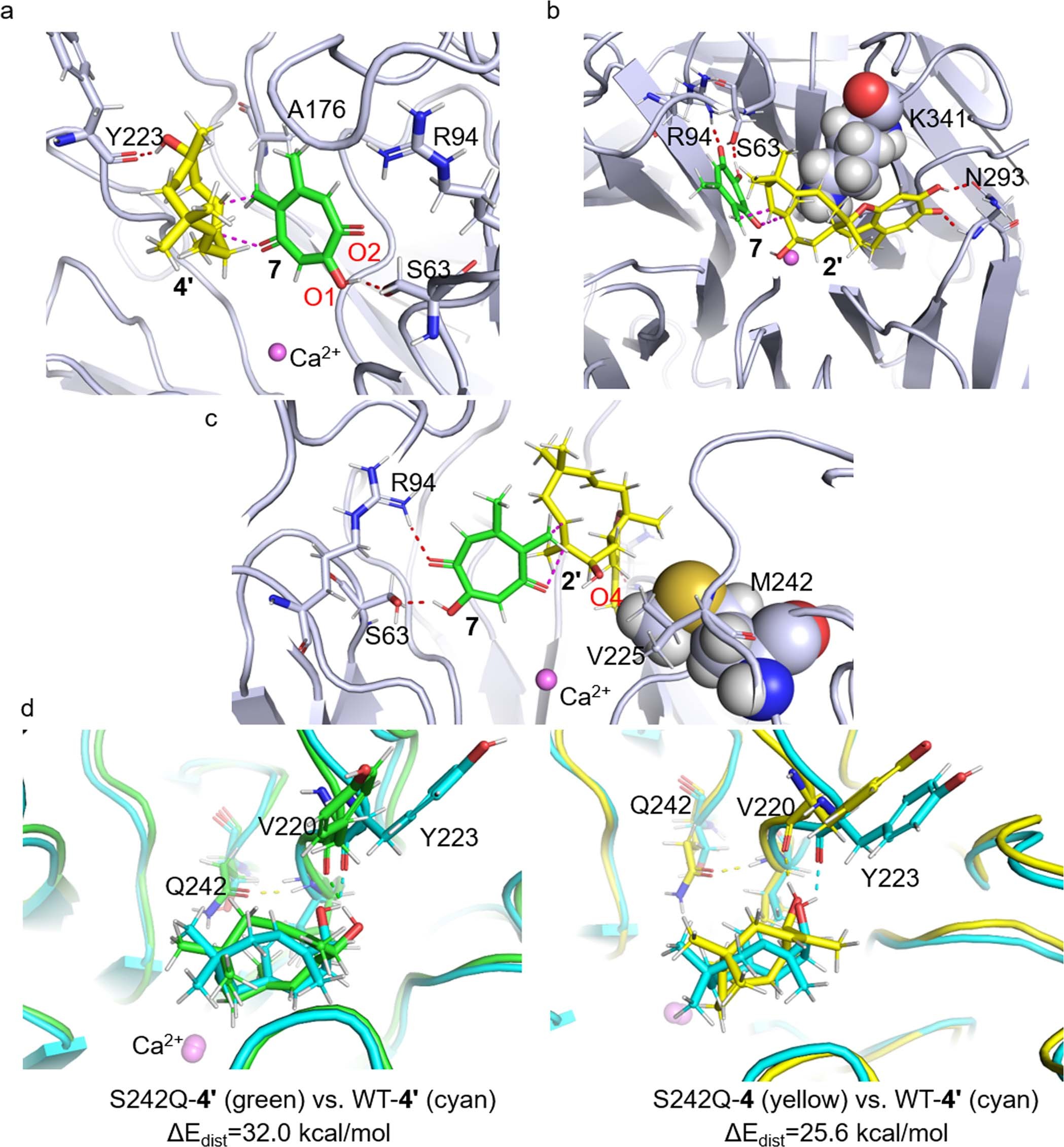 Extended Data Fig. 9: MD simulation of mutation of key residues in active cavity of PycR1.