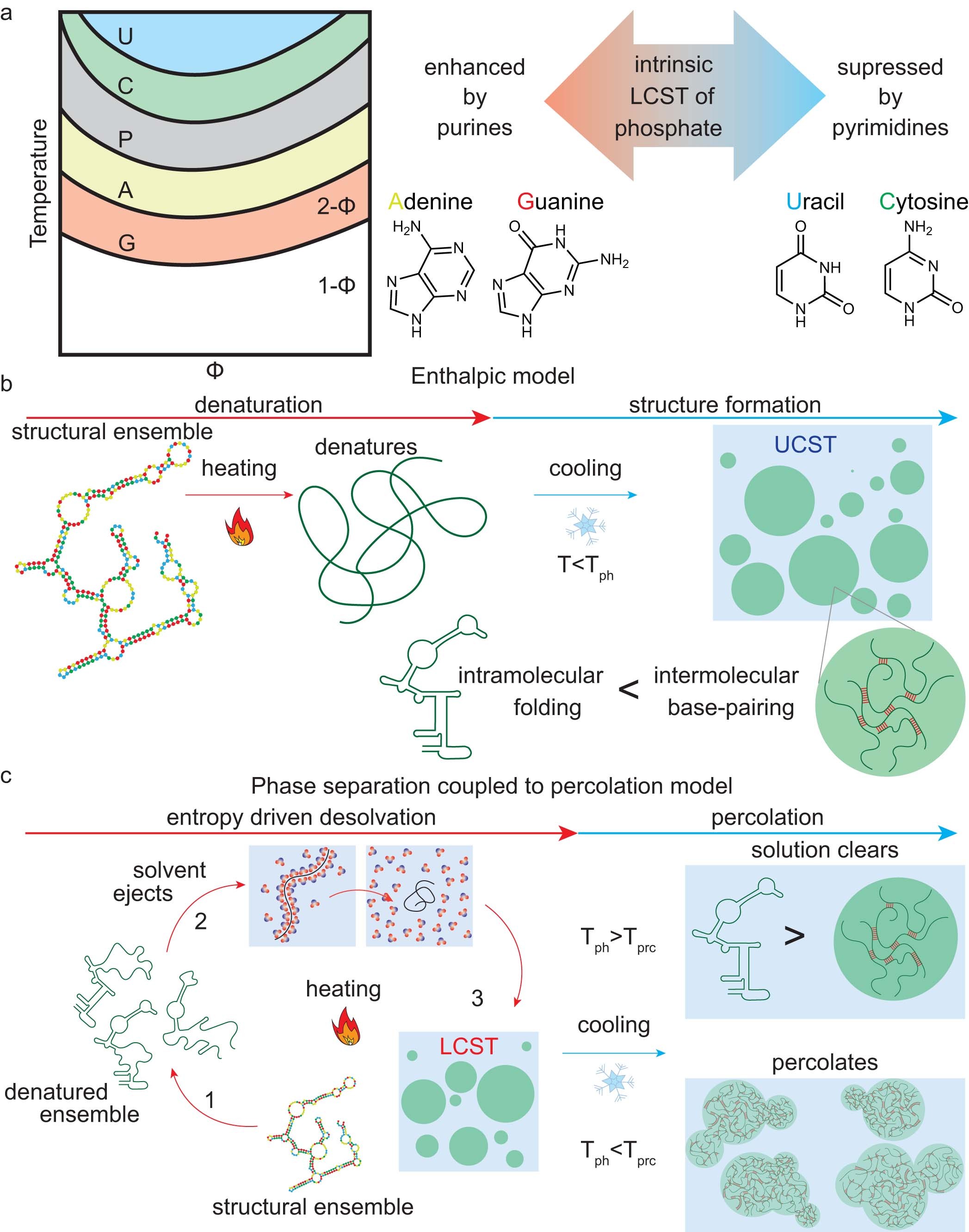Extended Data Fig. 2: An emerging model for RNA phase separation coupled percolation (PSCP) behaviour.
