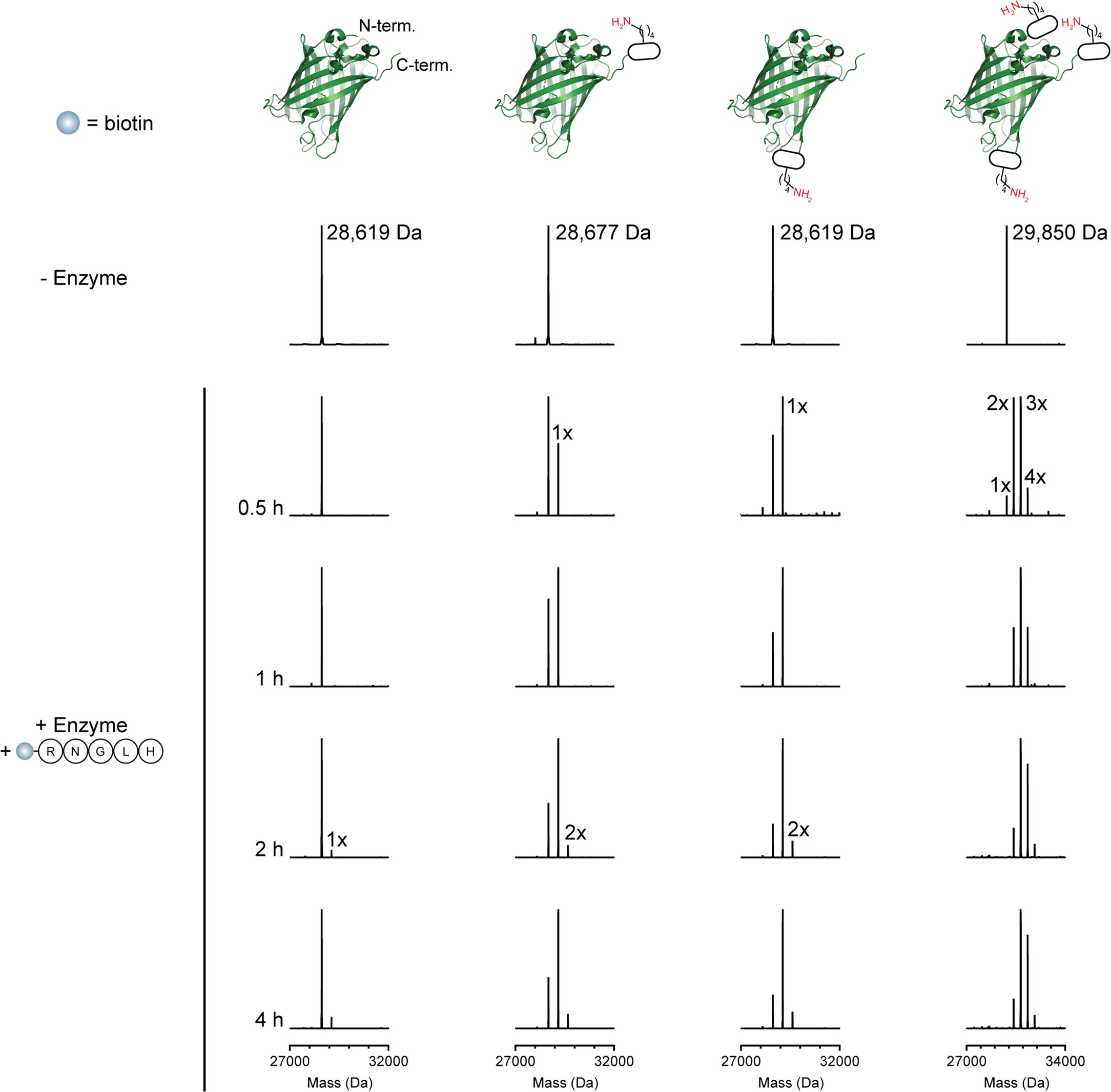 Extended Data Fig. 5: Reconstructed ESI-MS spectra for more timepoints from the sfGFP labelling experiment described in Fig. 5b.