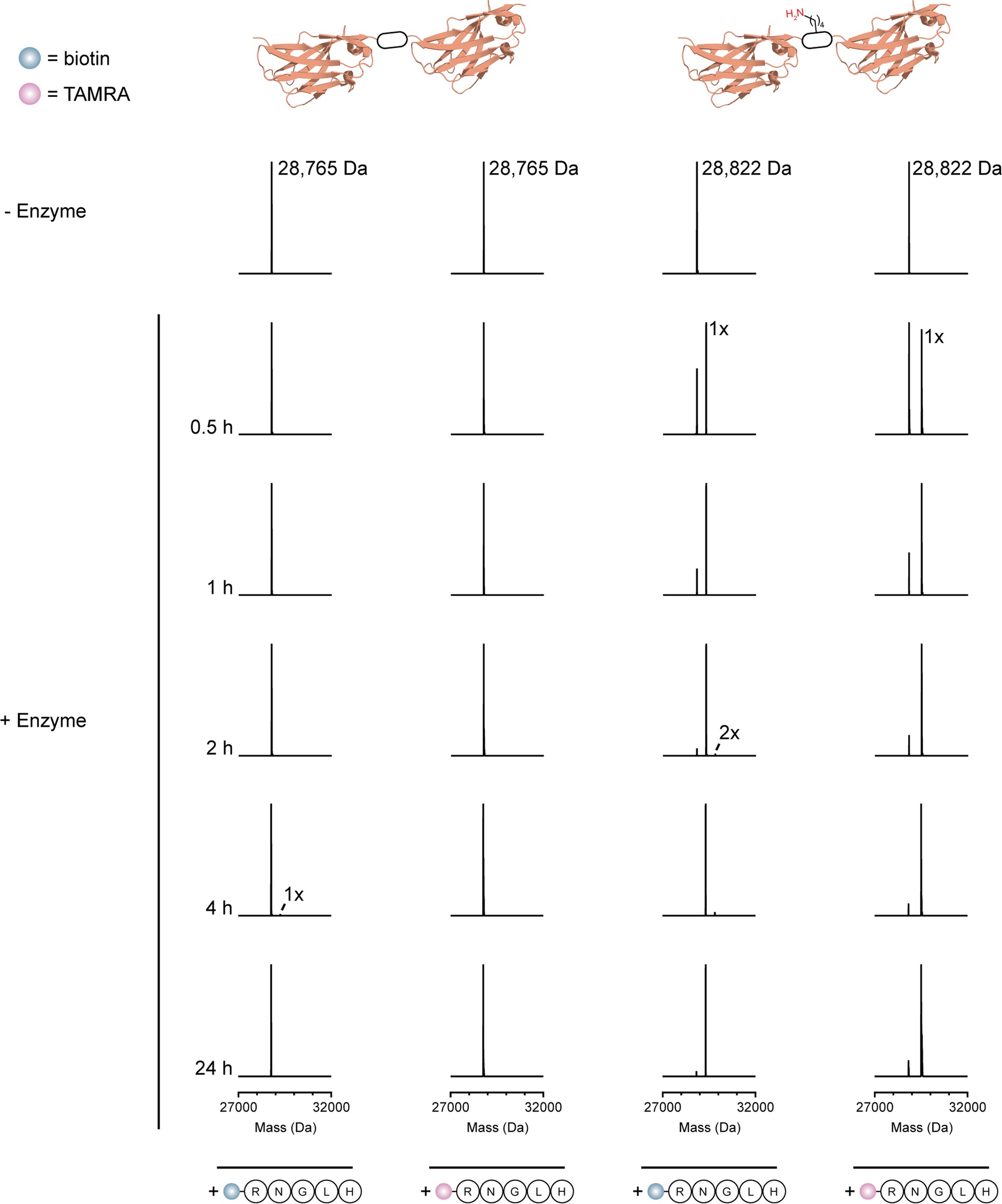Extended Data Fig. 6: Reconstructed ESI-MS spectra for more timepoints from the single-domain antibody heterodimer labelling experiment described in Fig. 5c.
