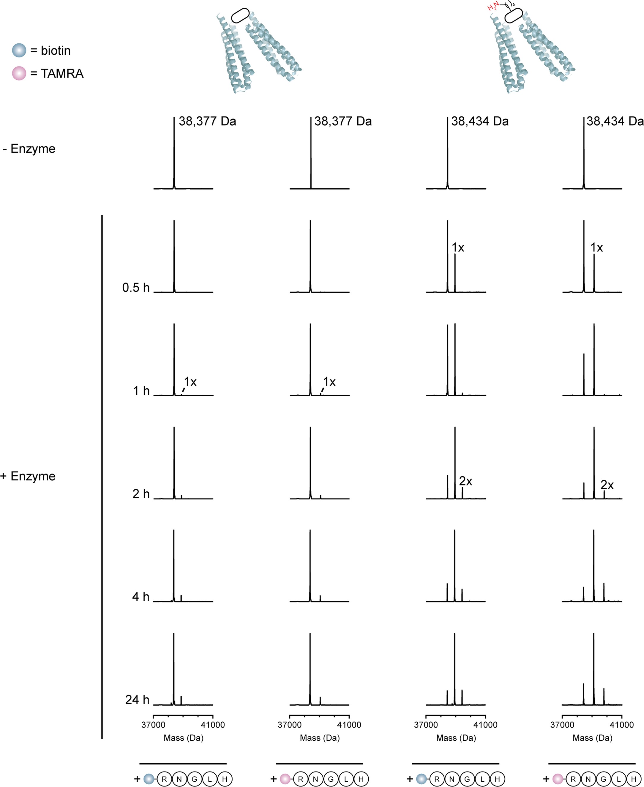Extended Data Fig. 7: Reconstructed ESI-MS spectra for timepoints from the CTC-445.2d labelling experiment described in Fig. 5d.