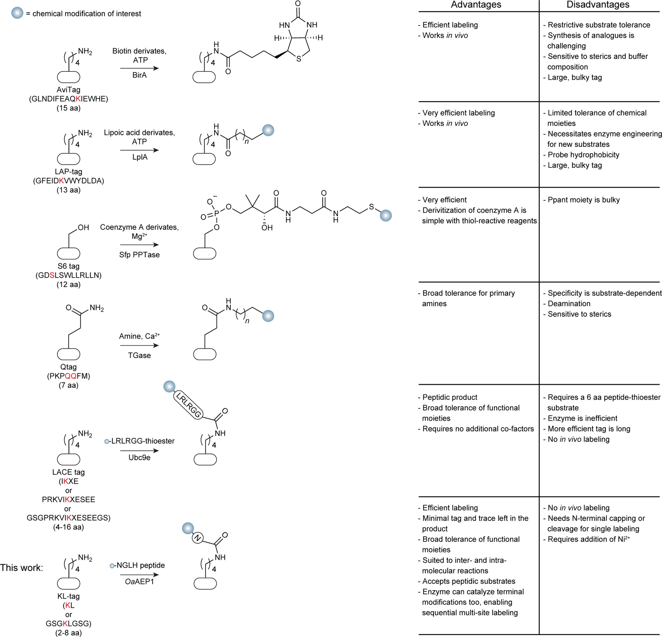Extended Data Fig. 1: Overview of strategies for labelling protein side chains.