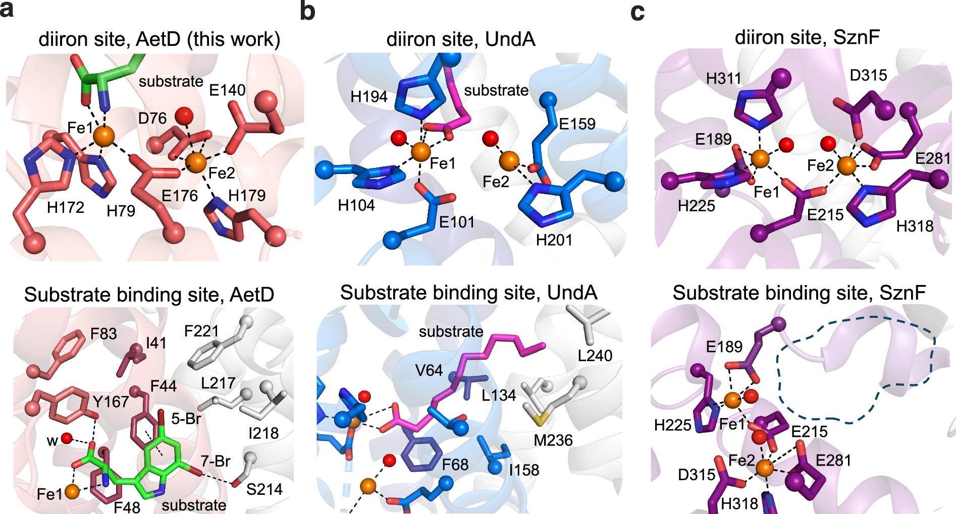 Extended Data Fig. 4: HDO structural comparison of substrate binding site and diiron cofactor sites.