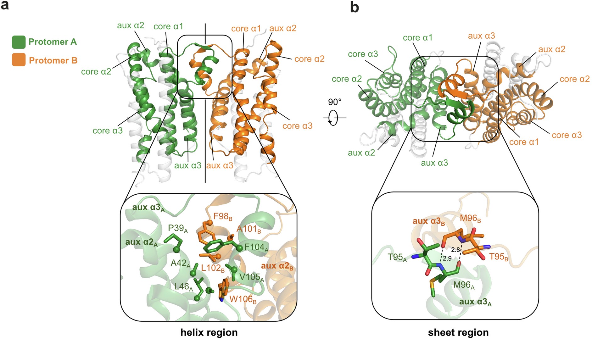 Extended Data Fig. 1: Dimeric structure of AetD and the dimer interface.