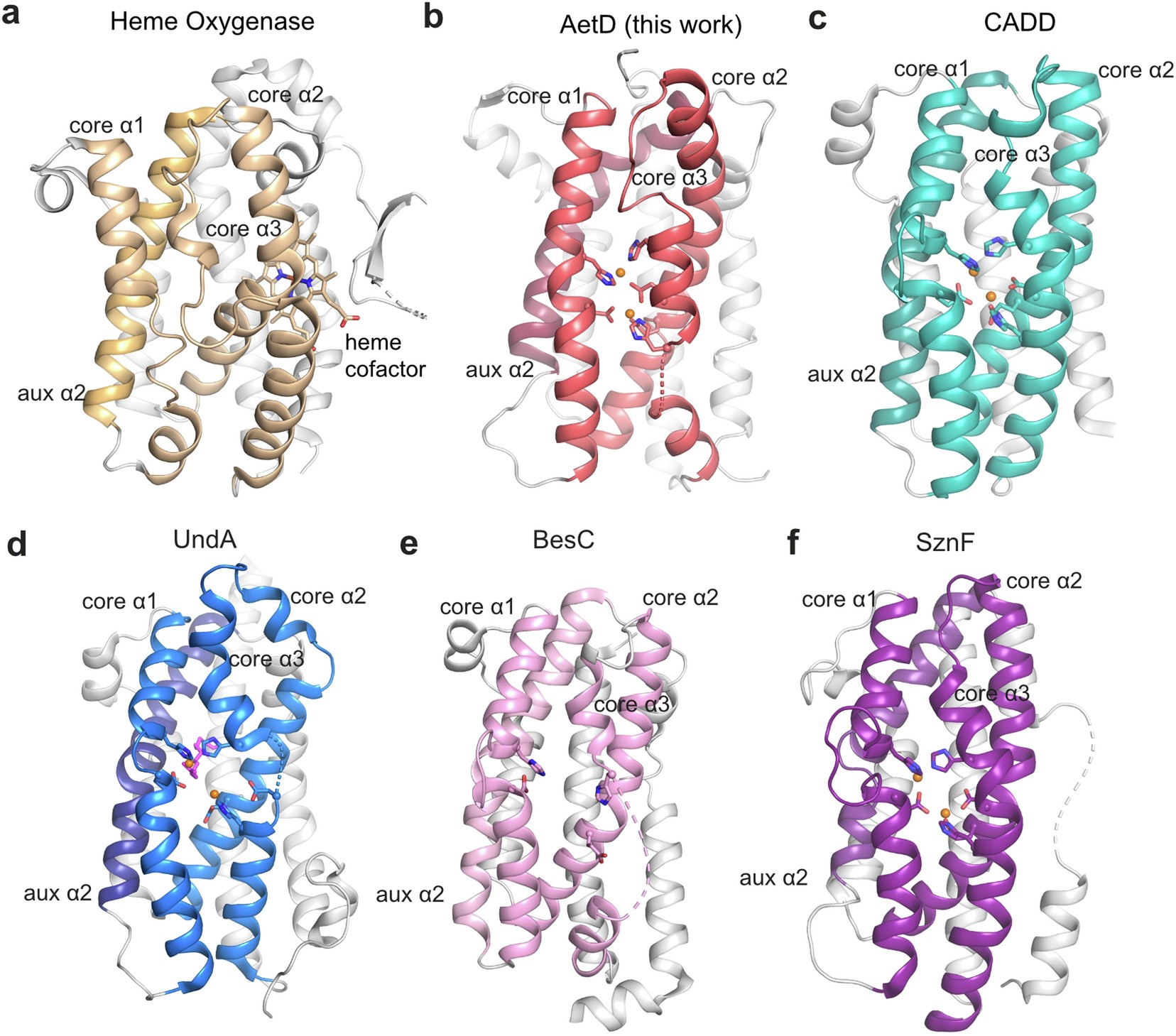 Extended Data Fig. 2: Structural comparison of AetD with haem oxygenase and other HDO enzymes.
