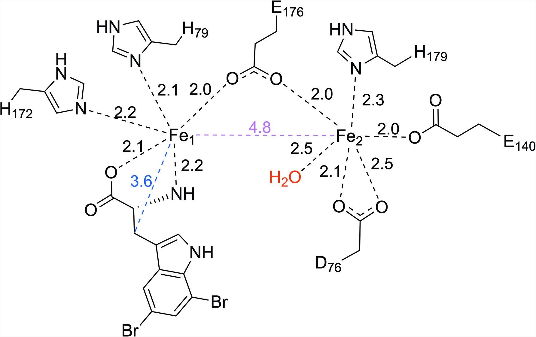 Extended Data Fig. 3: Schematic representation of the first coordination sphere of the diiron active site of Fe2(II/II)-AetD.