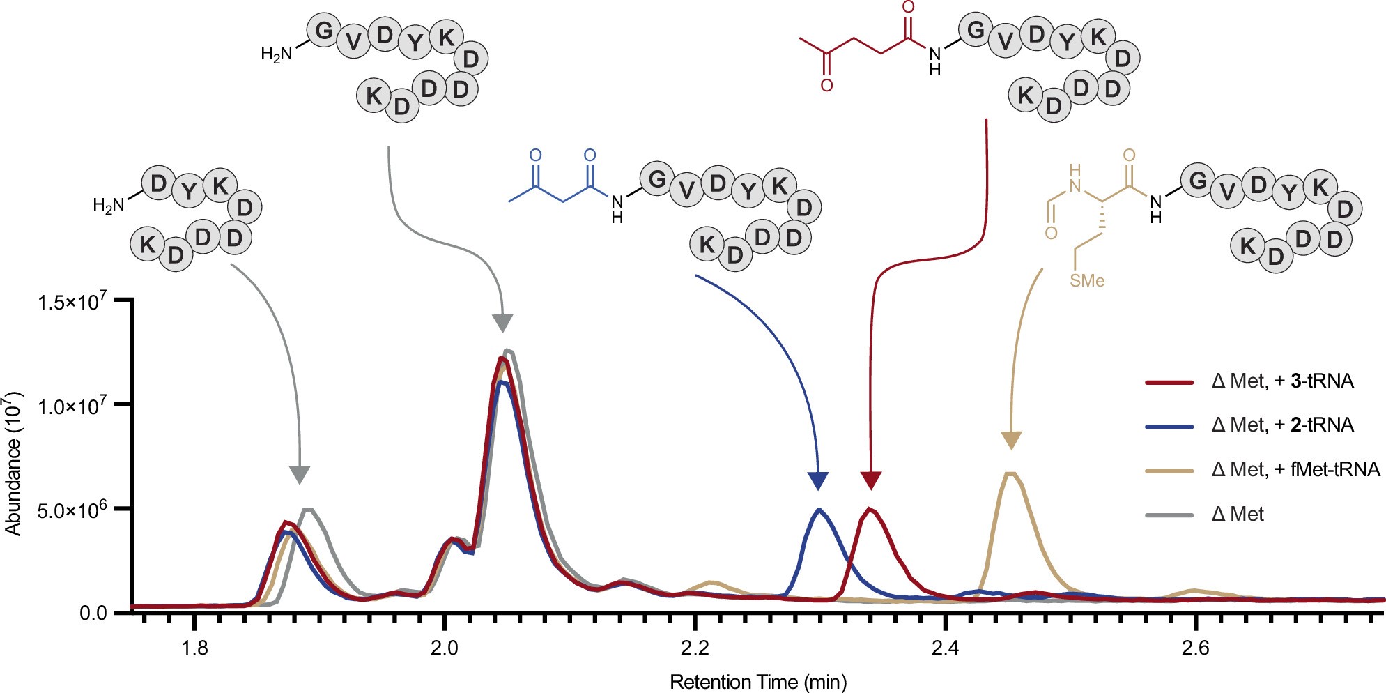 Extended Data Fig. 2: Peptides initiated with 2-tRNAfMet or 3-tRNAfMet were translated at levels comparable to those initiated with fMet-tRNAfMet.
