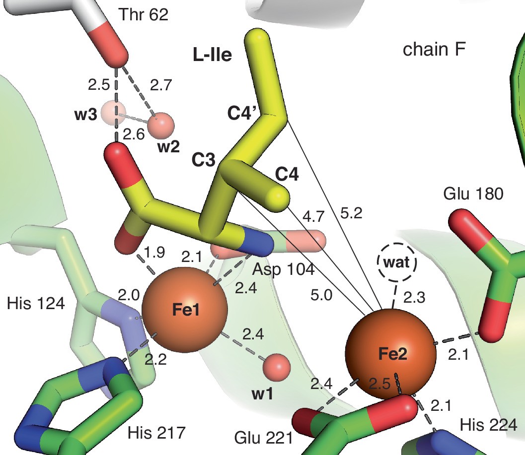 Extended Data Fig. 6: A map of key interactions and distances in a selected view (chain F) of the active site in the Fe2(II/II)•l-Ile•PolF complex.