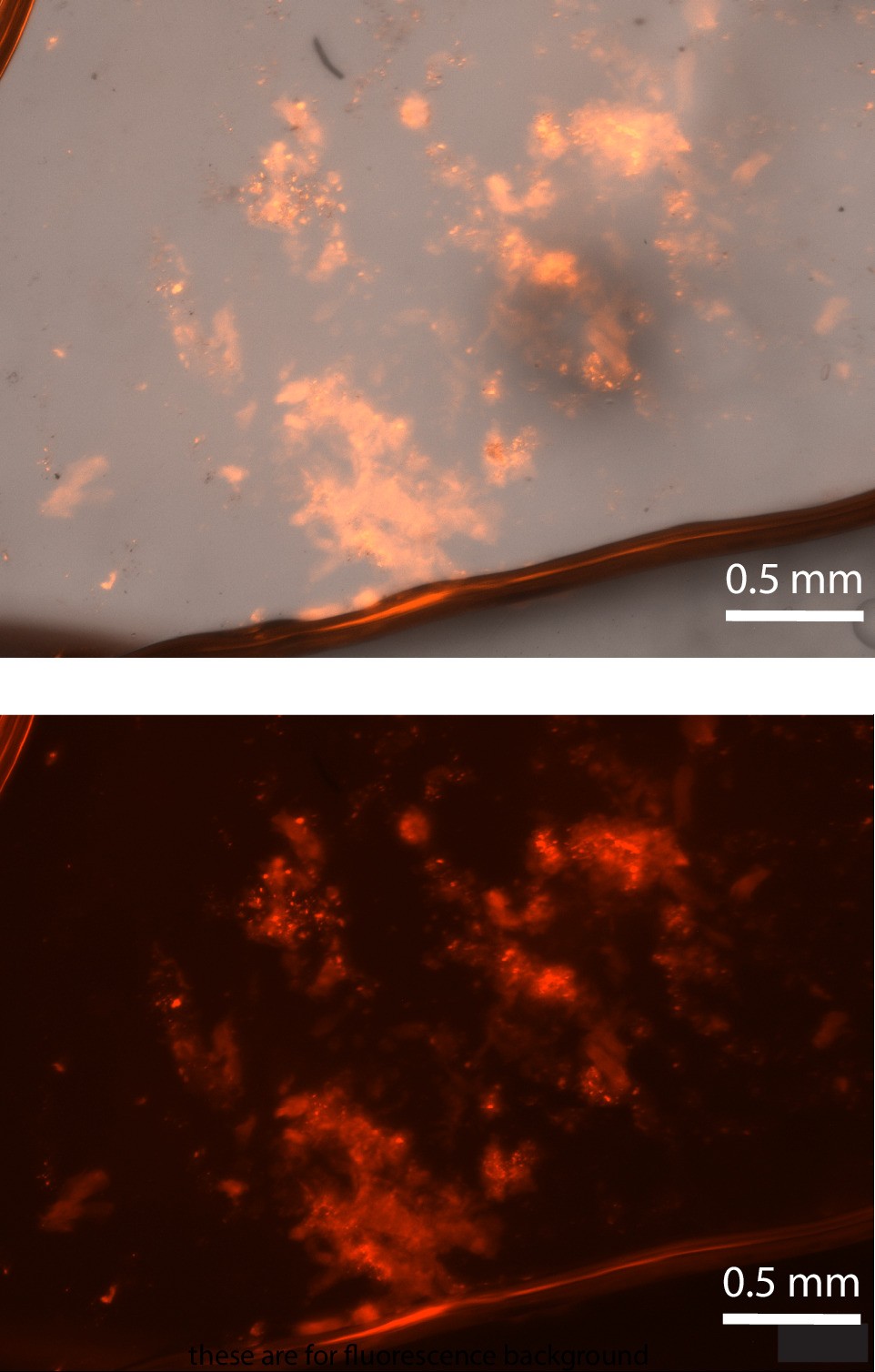 Extended Data Fig. 8